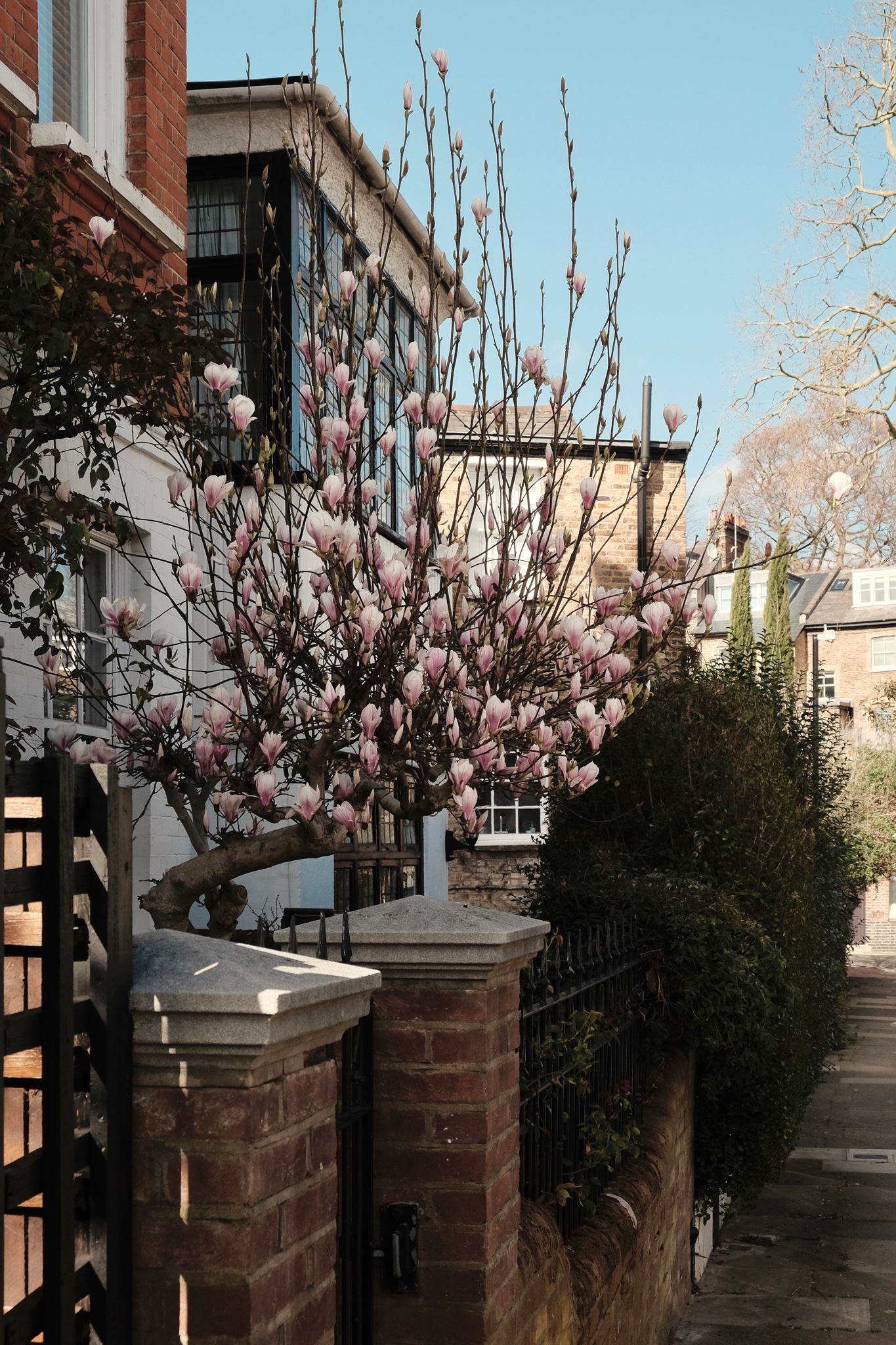 Magnolia tree in early bloom along a residential street in Hampstead