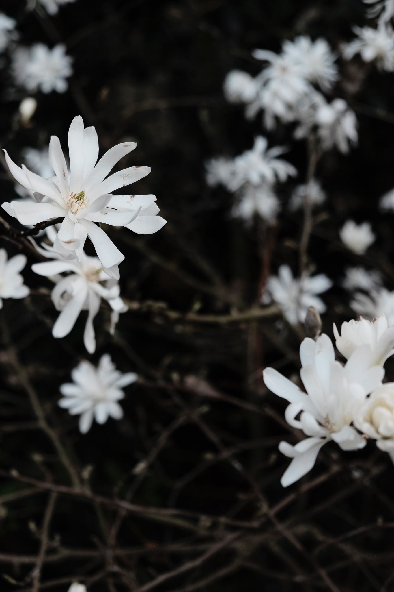 Delicate white magnolia flowers against a dark background