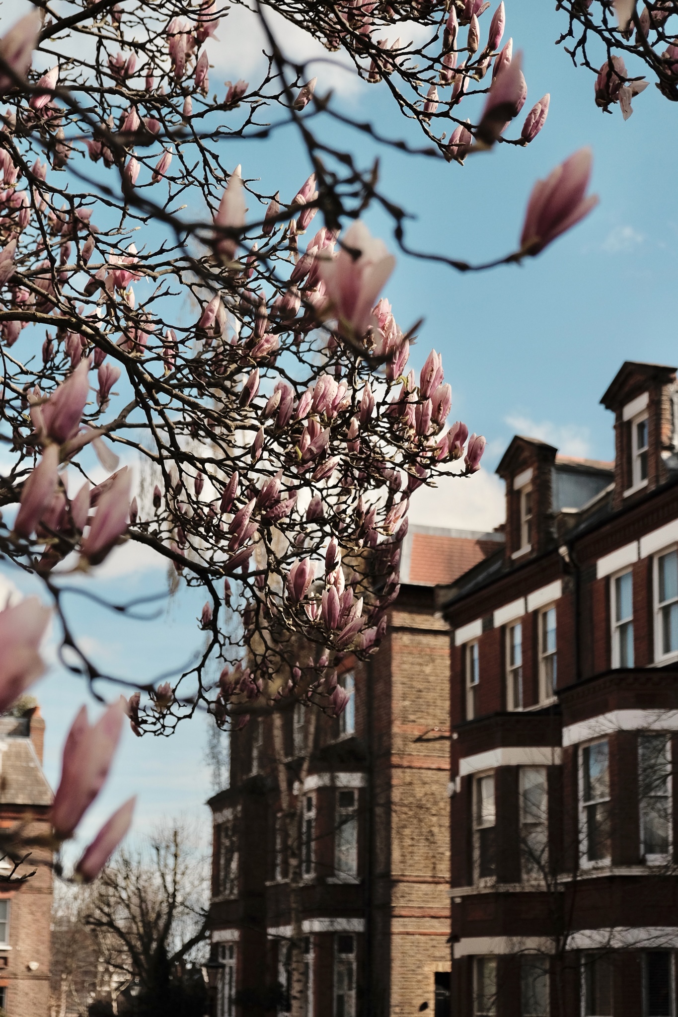Magnolia tree in early bloom with Georgian stacked flats in the background