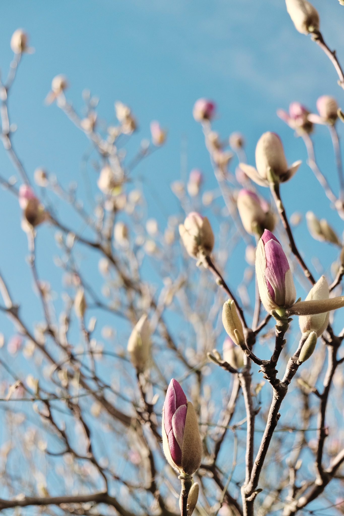 Purple magnolia buds against a blue sky