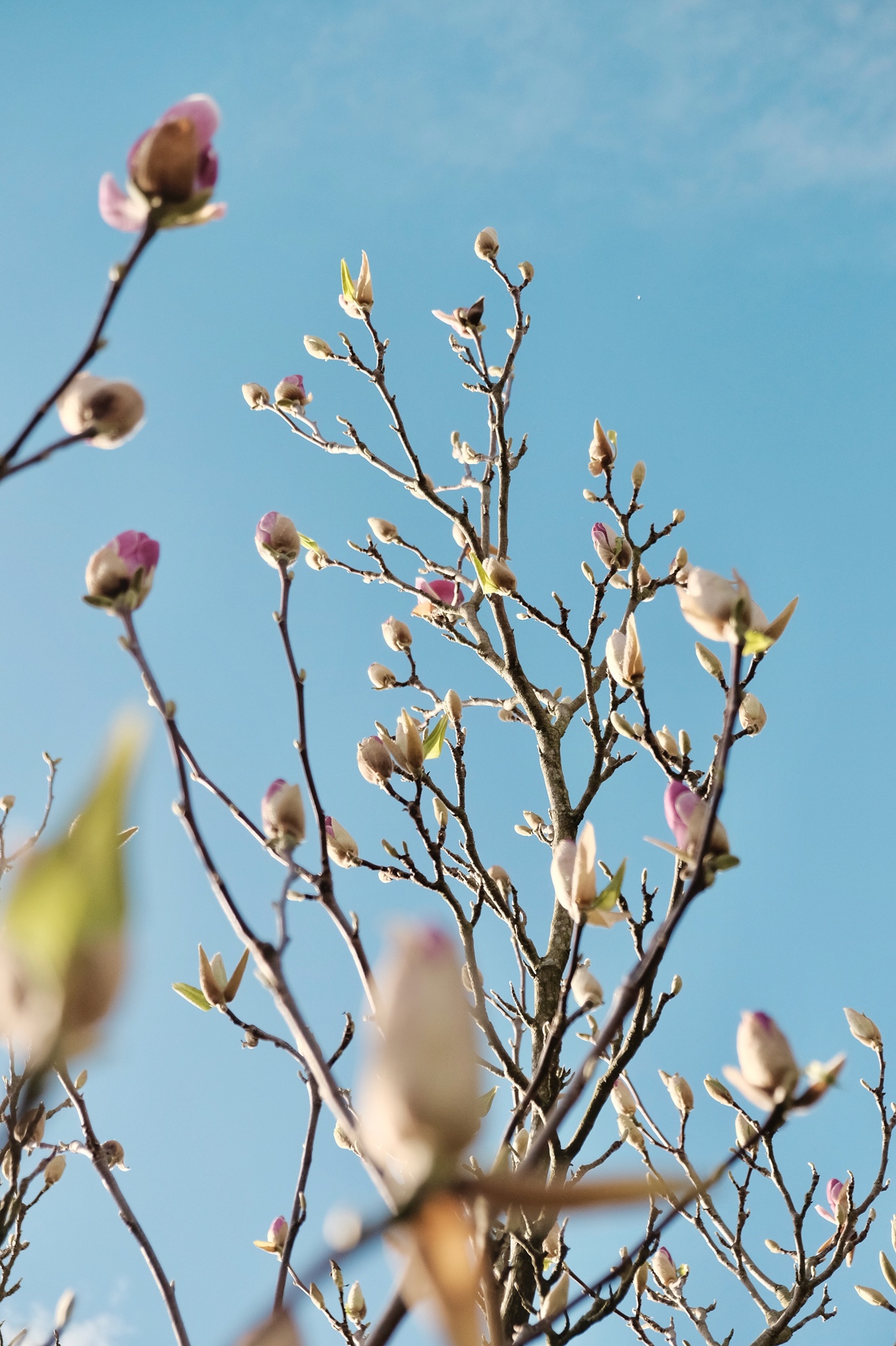 Purple magnolia buds against a blue sky