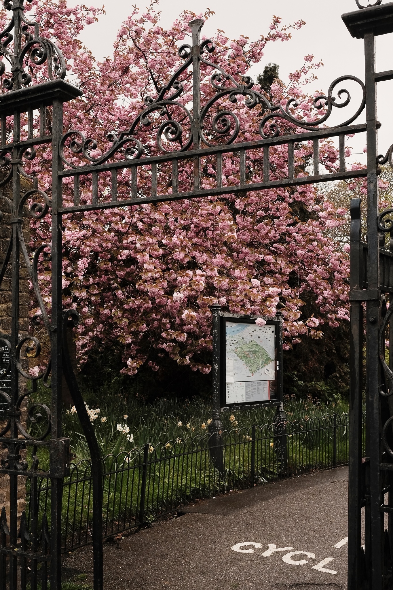Cherry blossom tree framed by an ornate steel black gate