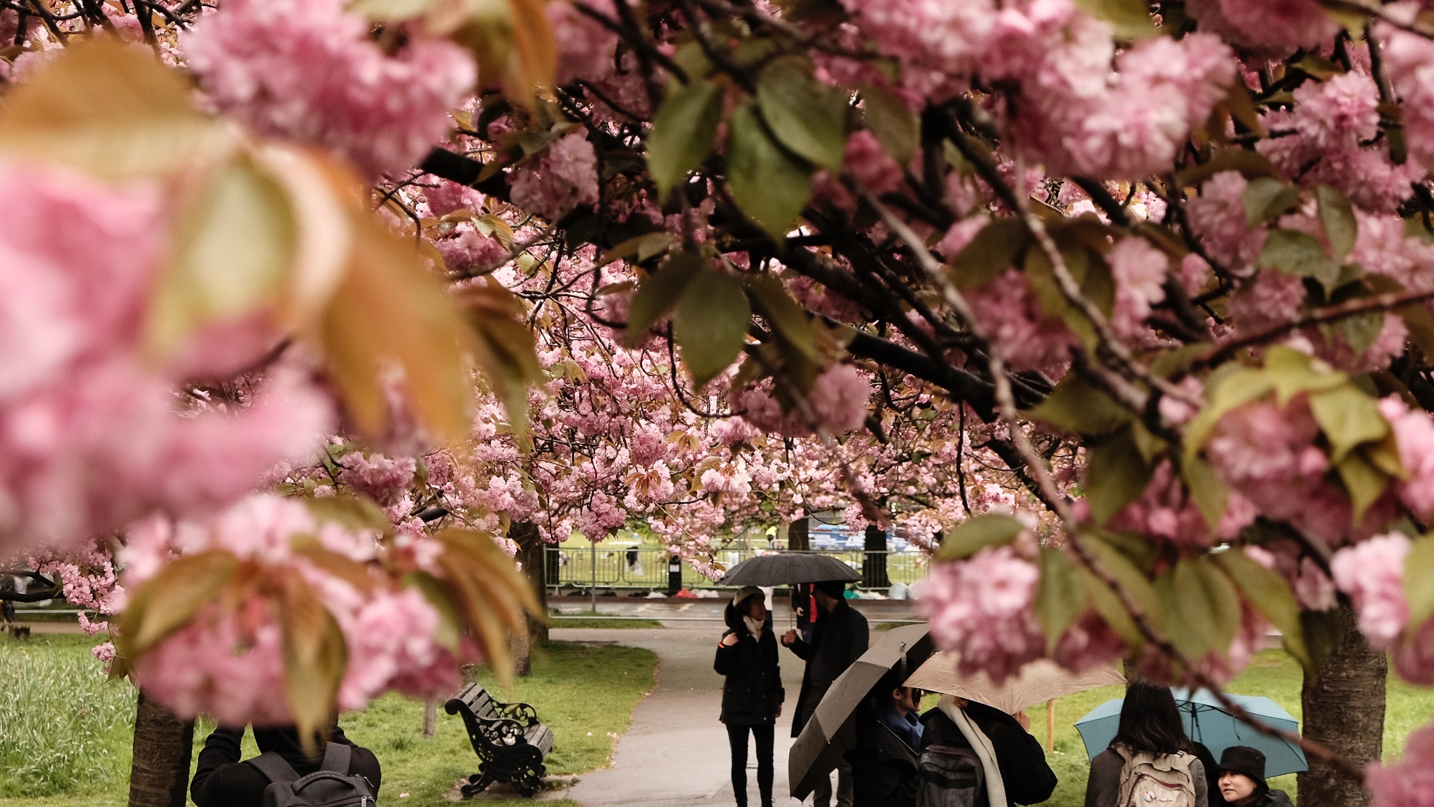People enjoying the cherry blossoms in the park