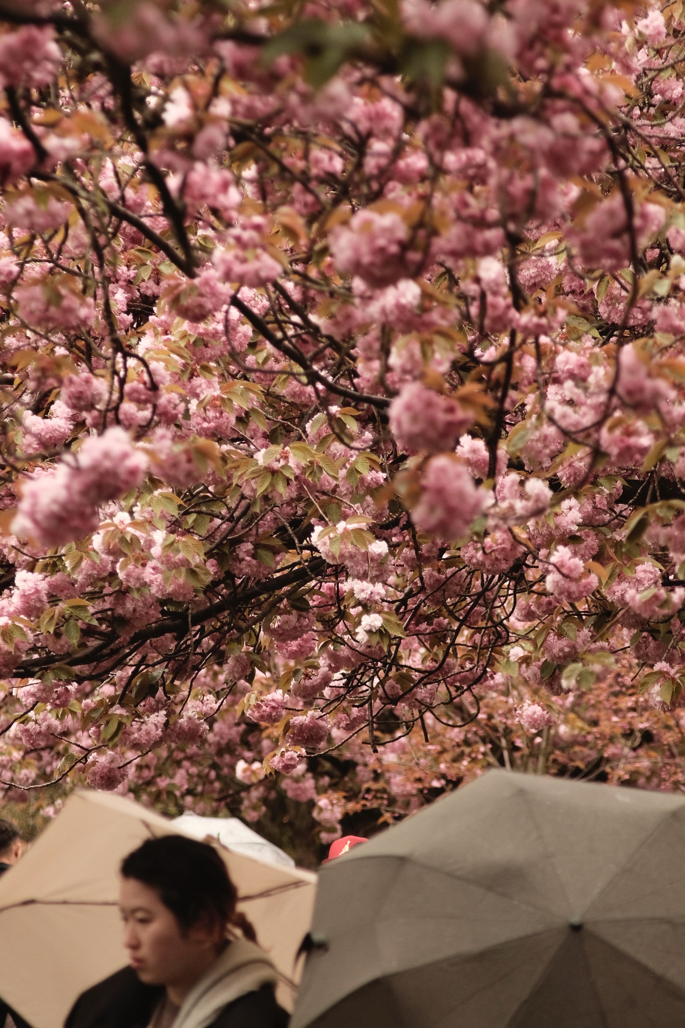 Cherry blossoms and people standing under umbrellas