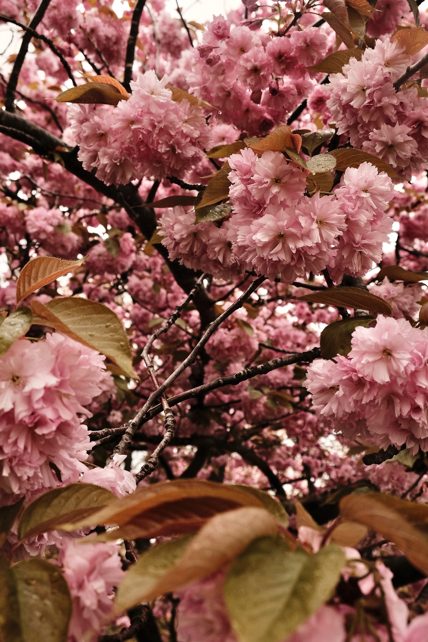 Montage of cherry blossom blooms
