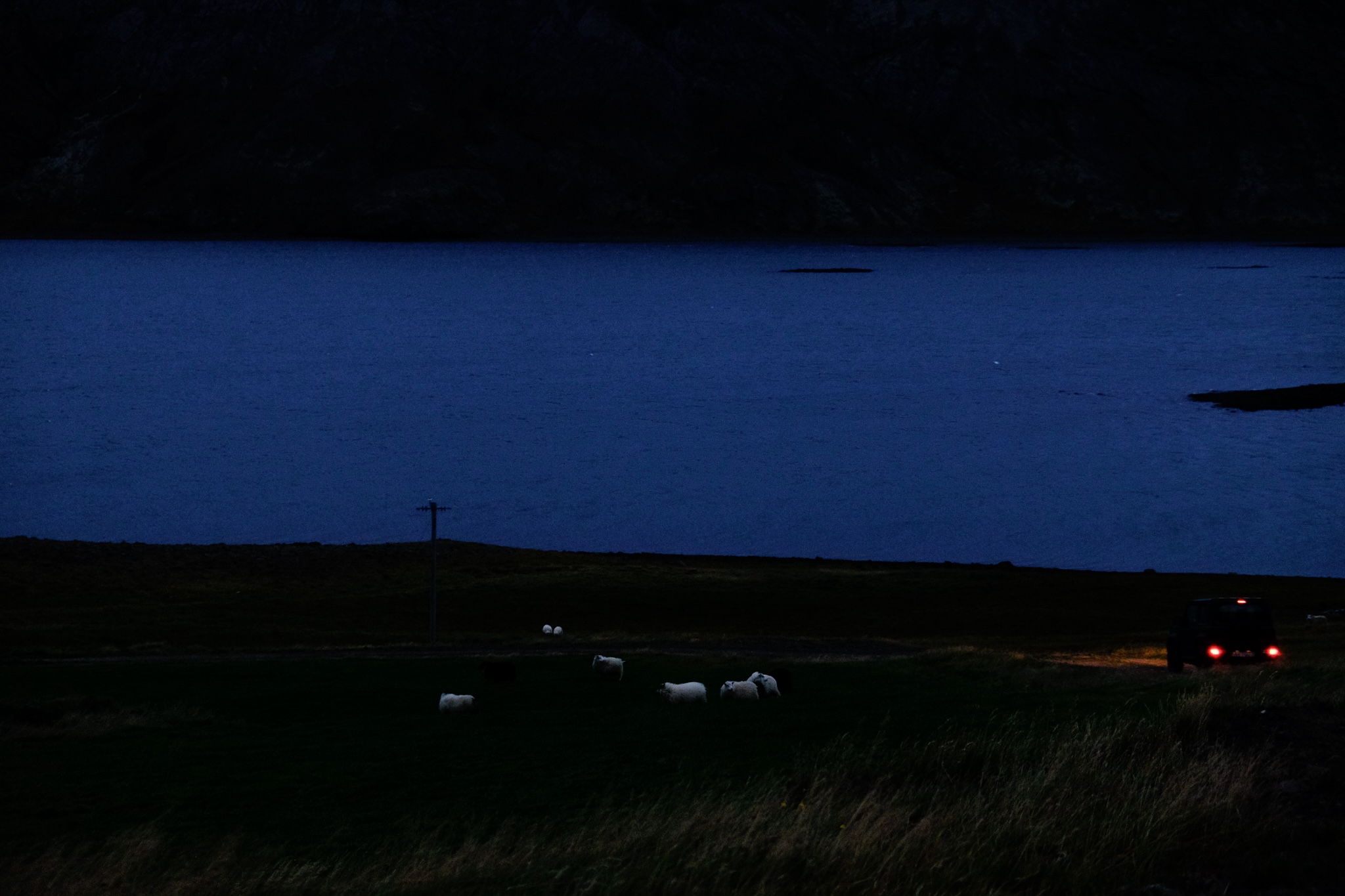A darkening evening of a farm with sheep and a lake, a car drives down the road with it's headlamps on