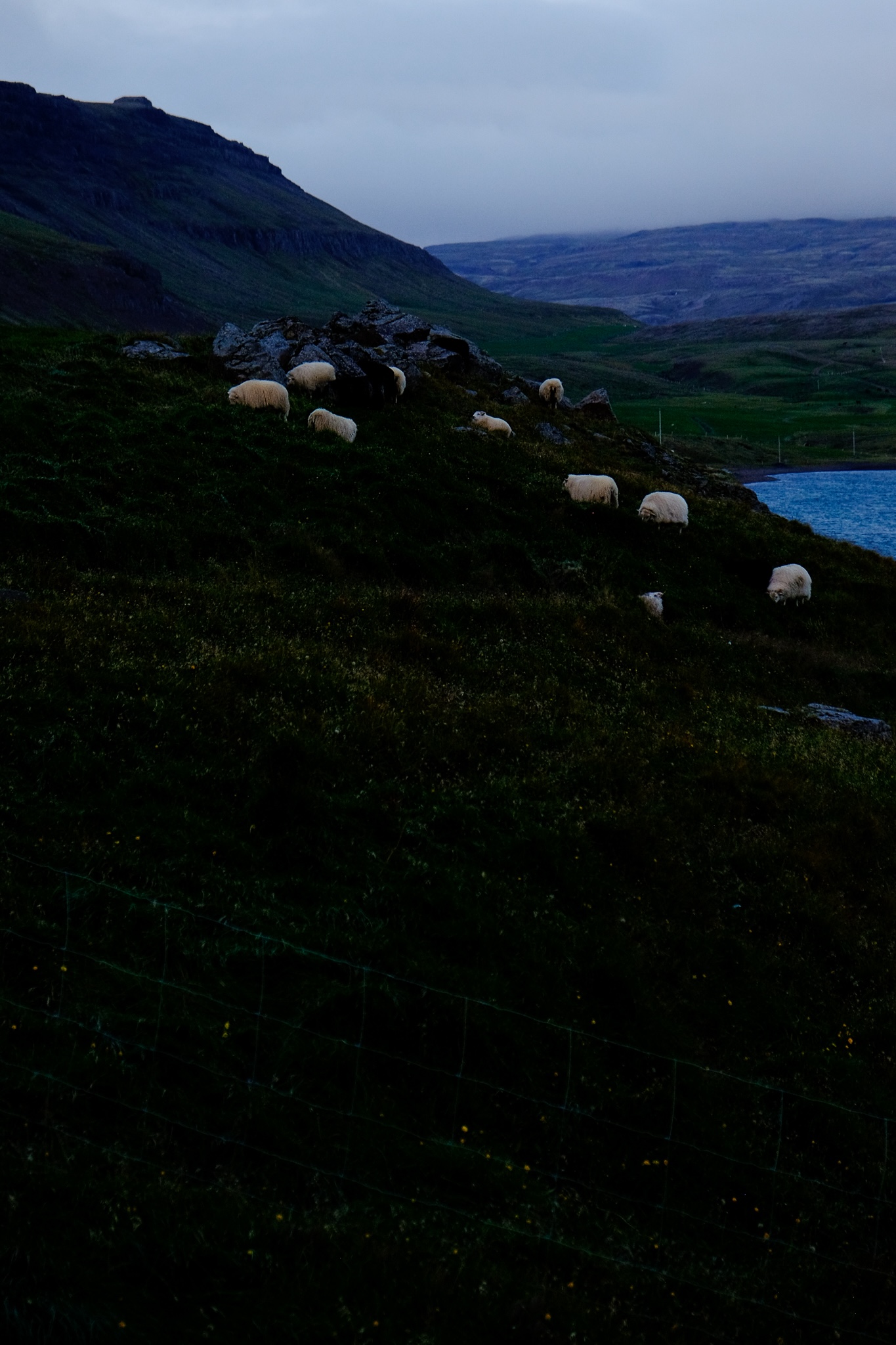 Sheep in a grassy hill on a farm in the late evening
