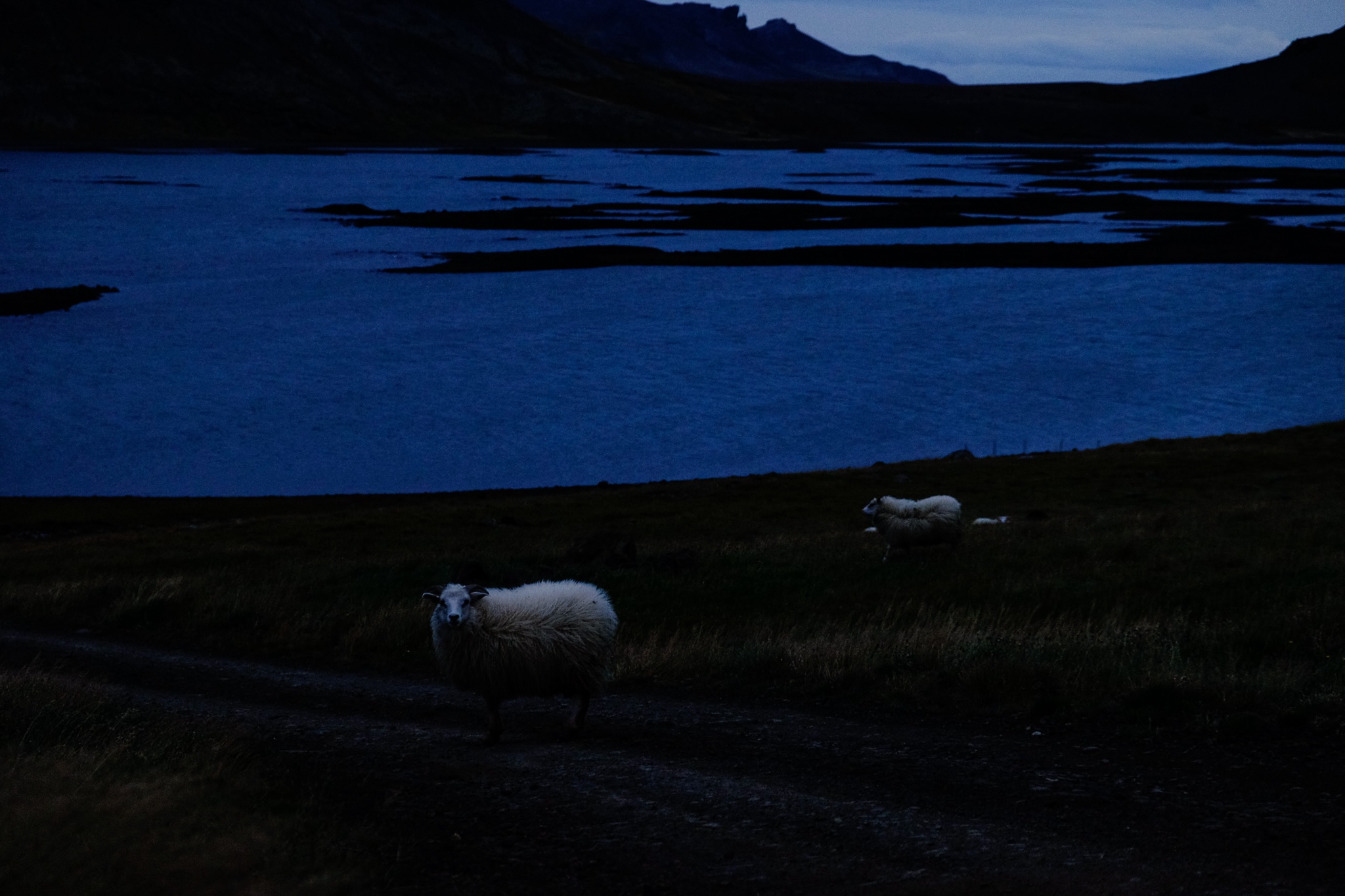 Sheep in a grassy hill on a farm in the late evening, one has ventured into the road and is looking directly at you