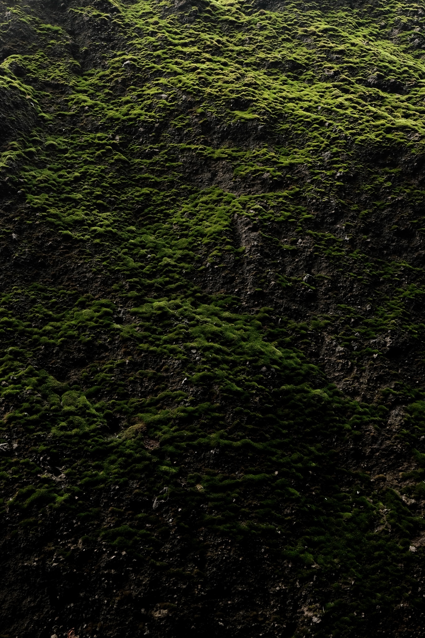 Close up of moss growing on each horizontal surface of a black boulder