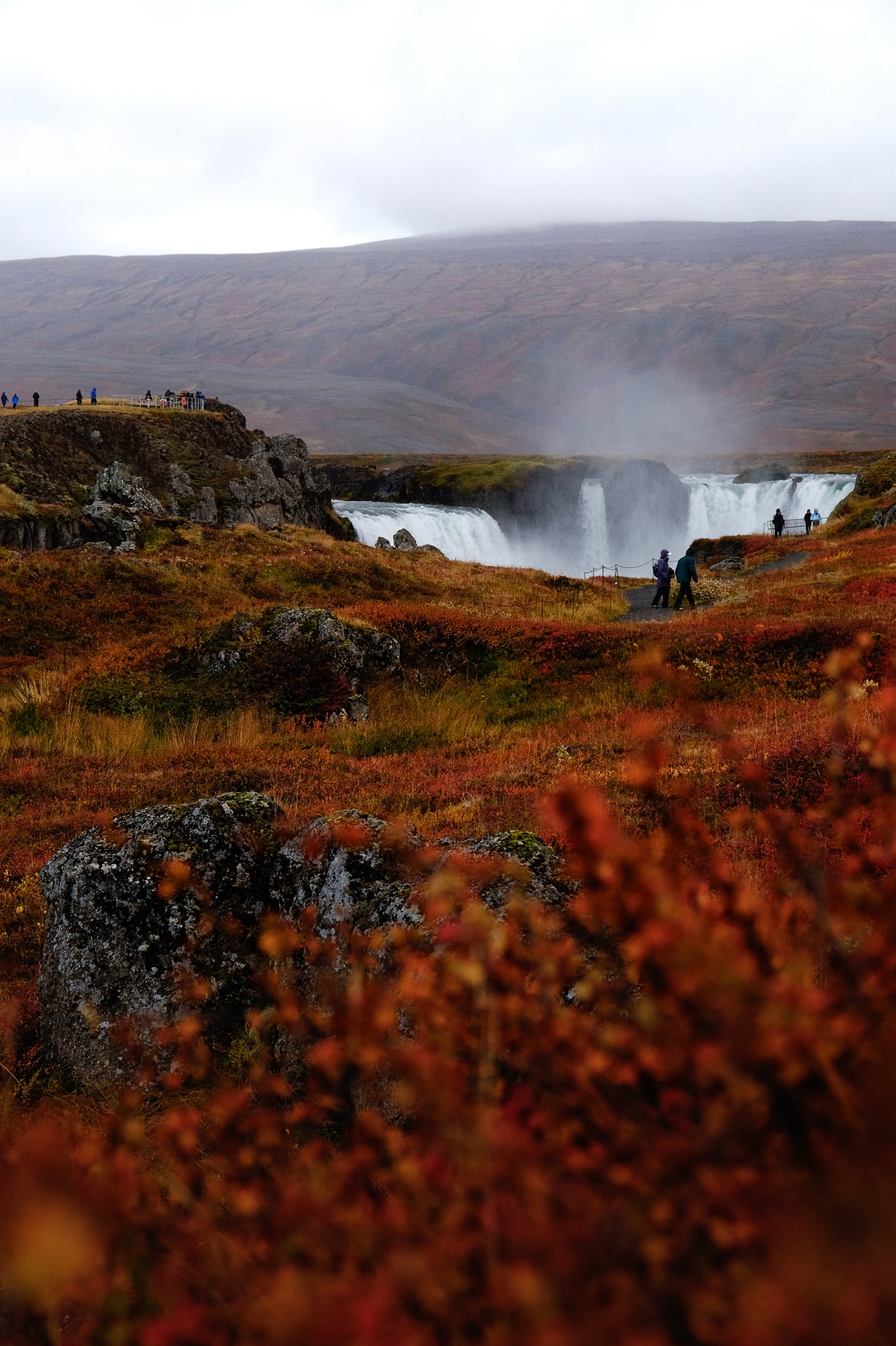 Dettifoss flows with the red and orange plants in the foreground