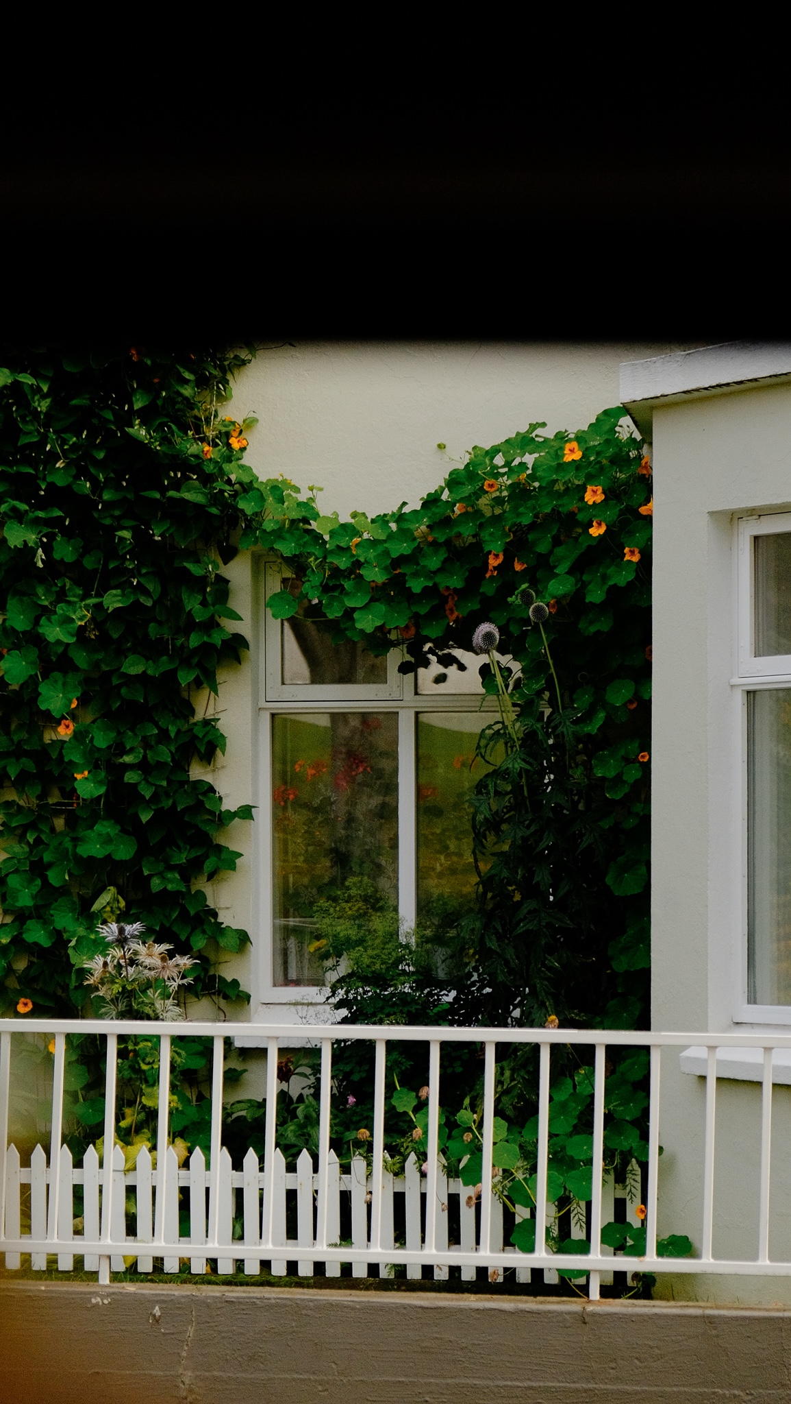 Nasturtium vine grows around a window frame on a house in Akureyri