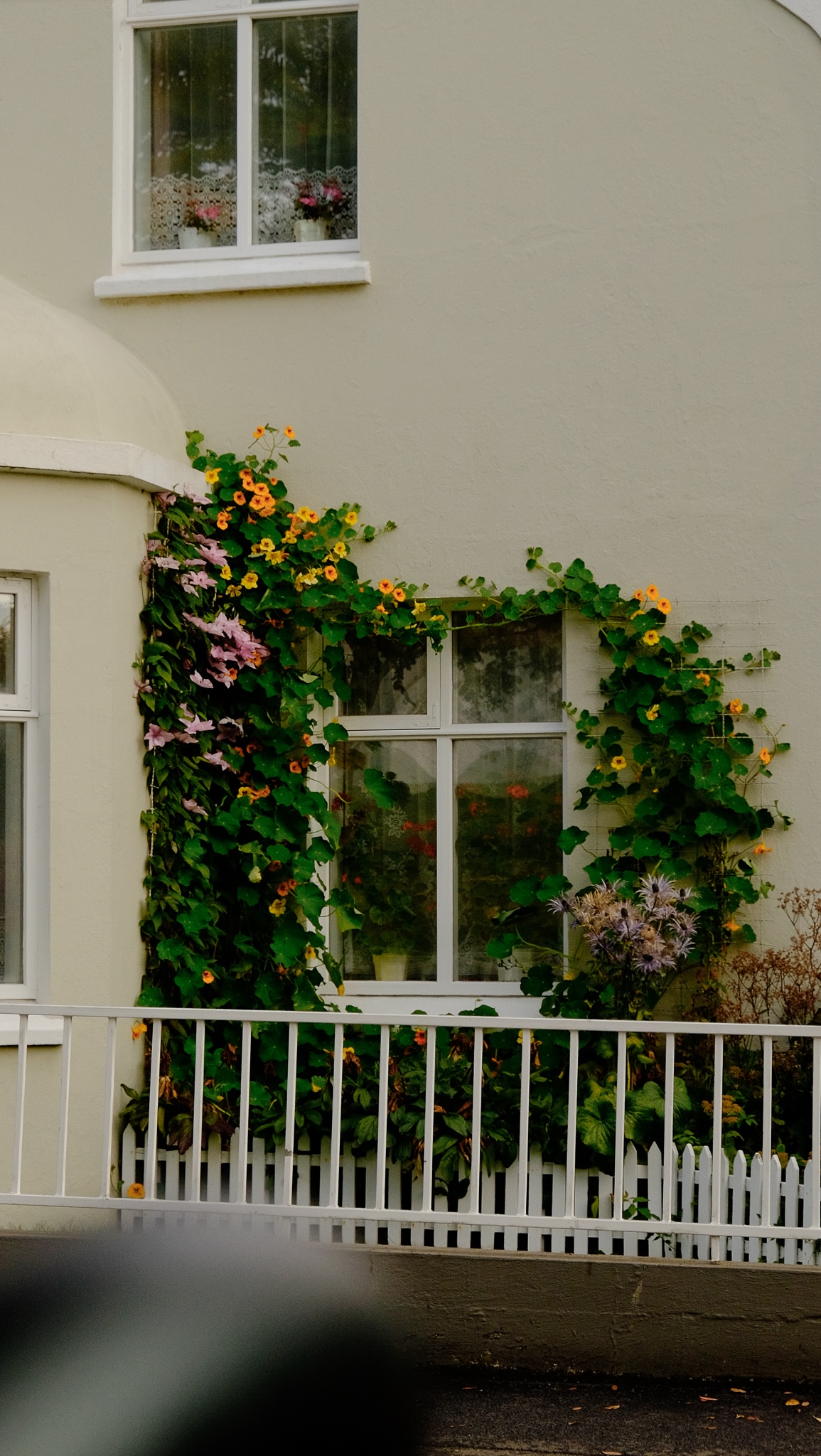 Nasturtium vine grows around a window frame on a house in Akureyri