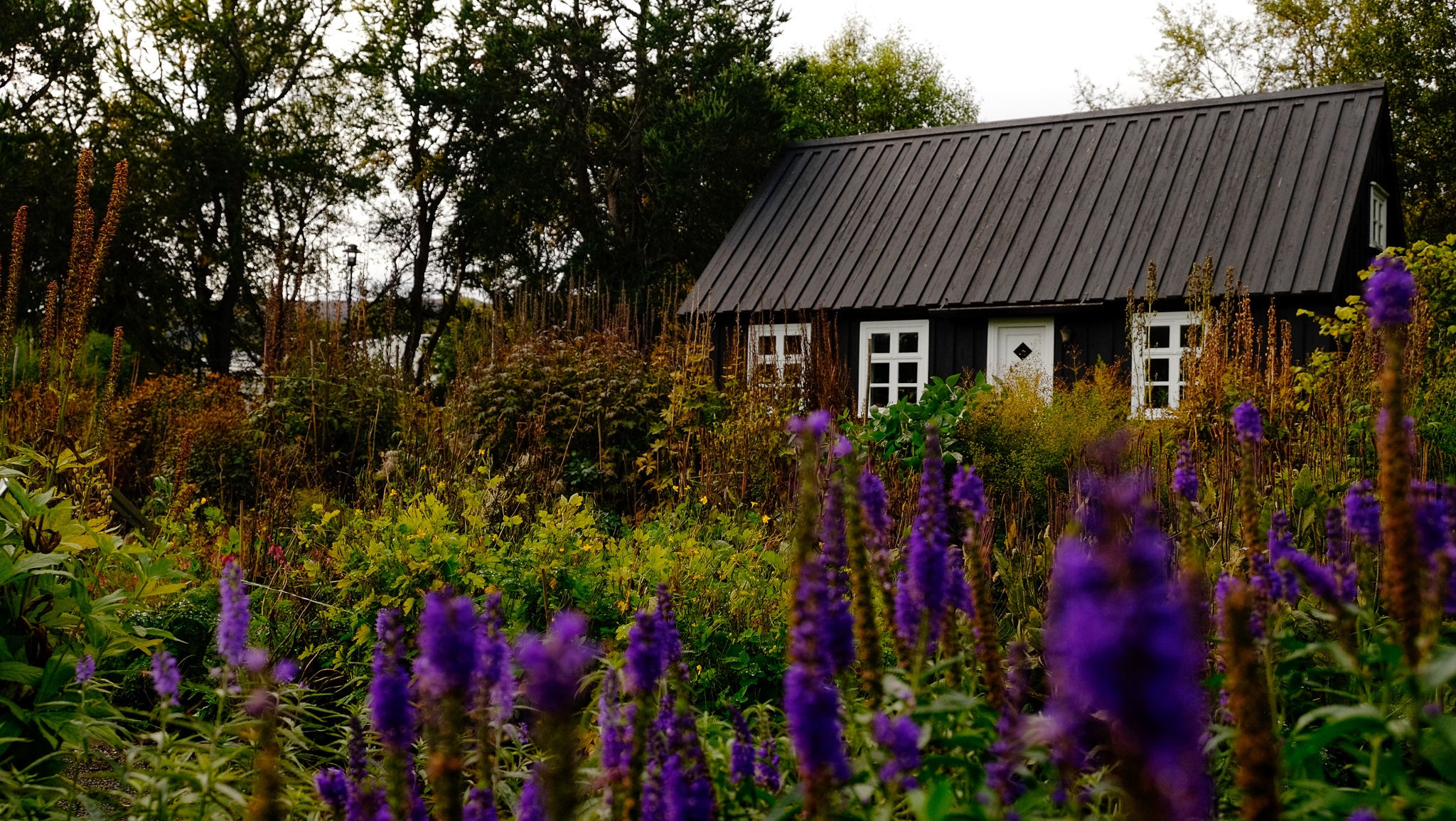 Purple flowers blurred out in the foreground lead to a garden and a black house with white window frames and door with a diamond shape peep-hole