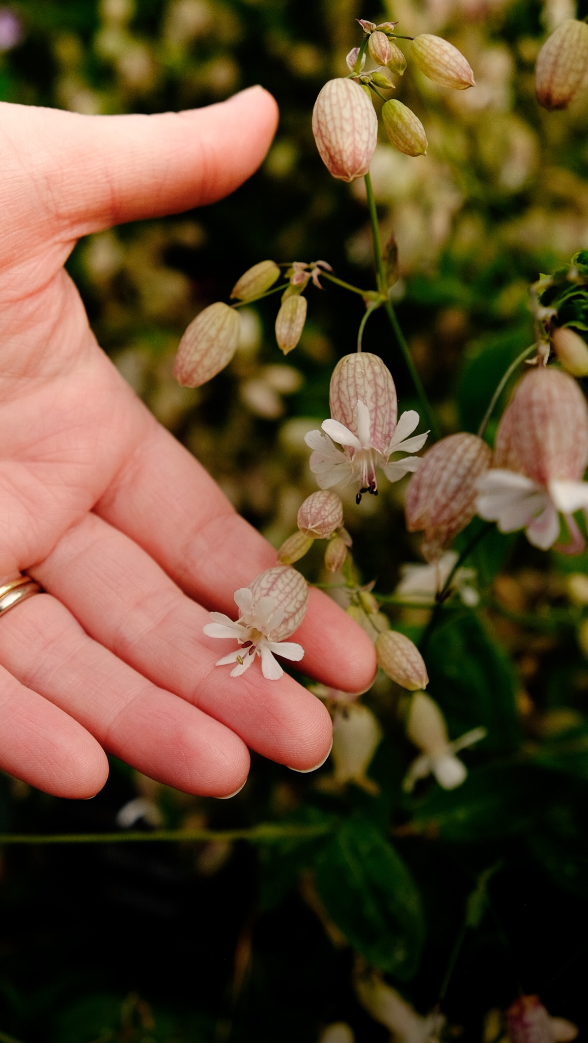 An intricate and delicate pink and white flower held gently in 2 fingers of an open hand
