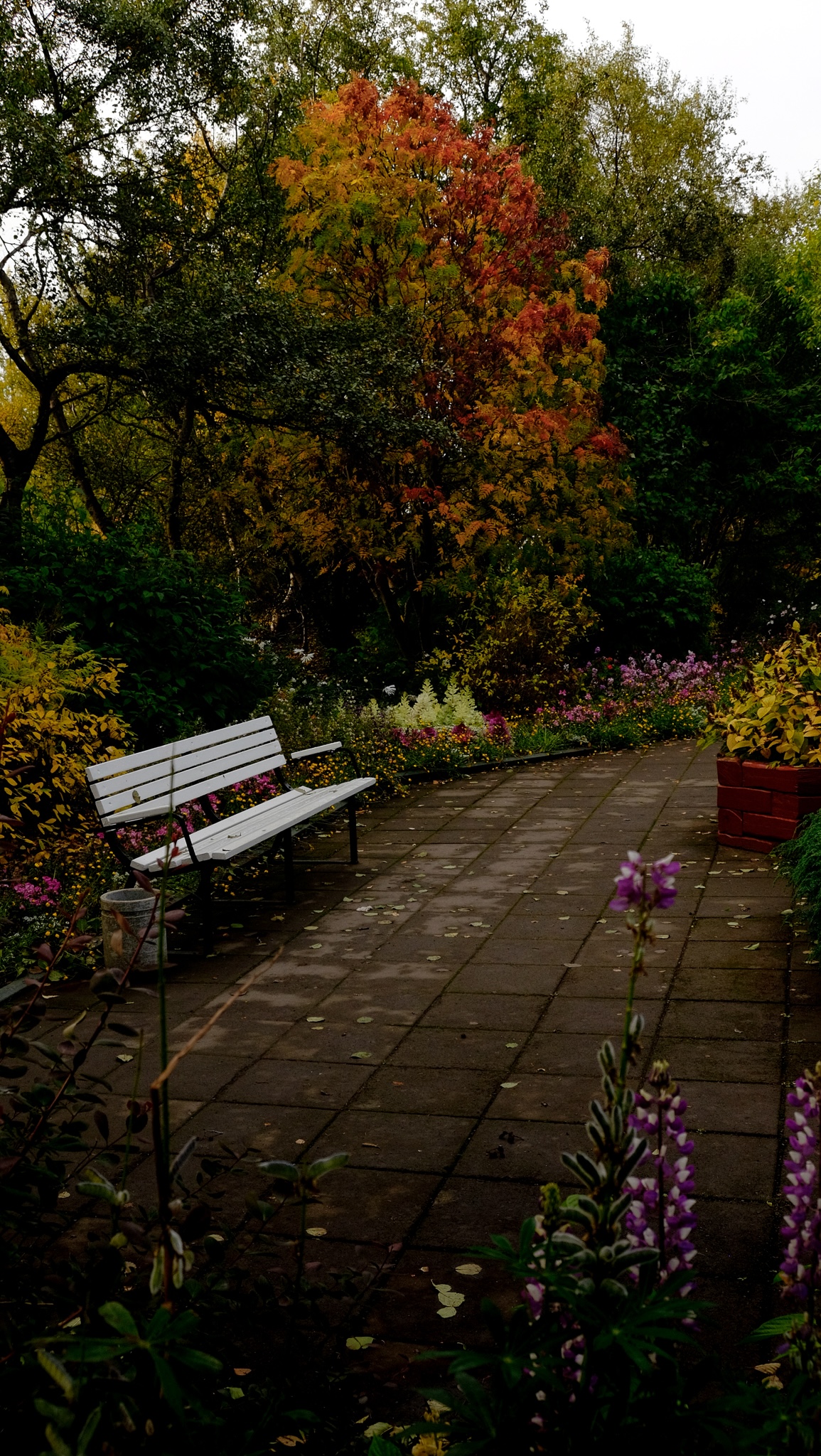 A bench in a secluded courtyard of a botanical garden, red and orange leaves with purple and pink flowers and triangluar cabbages