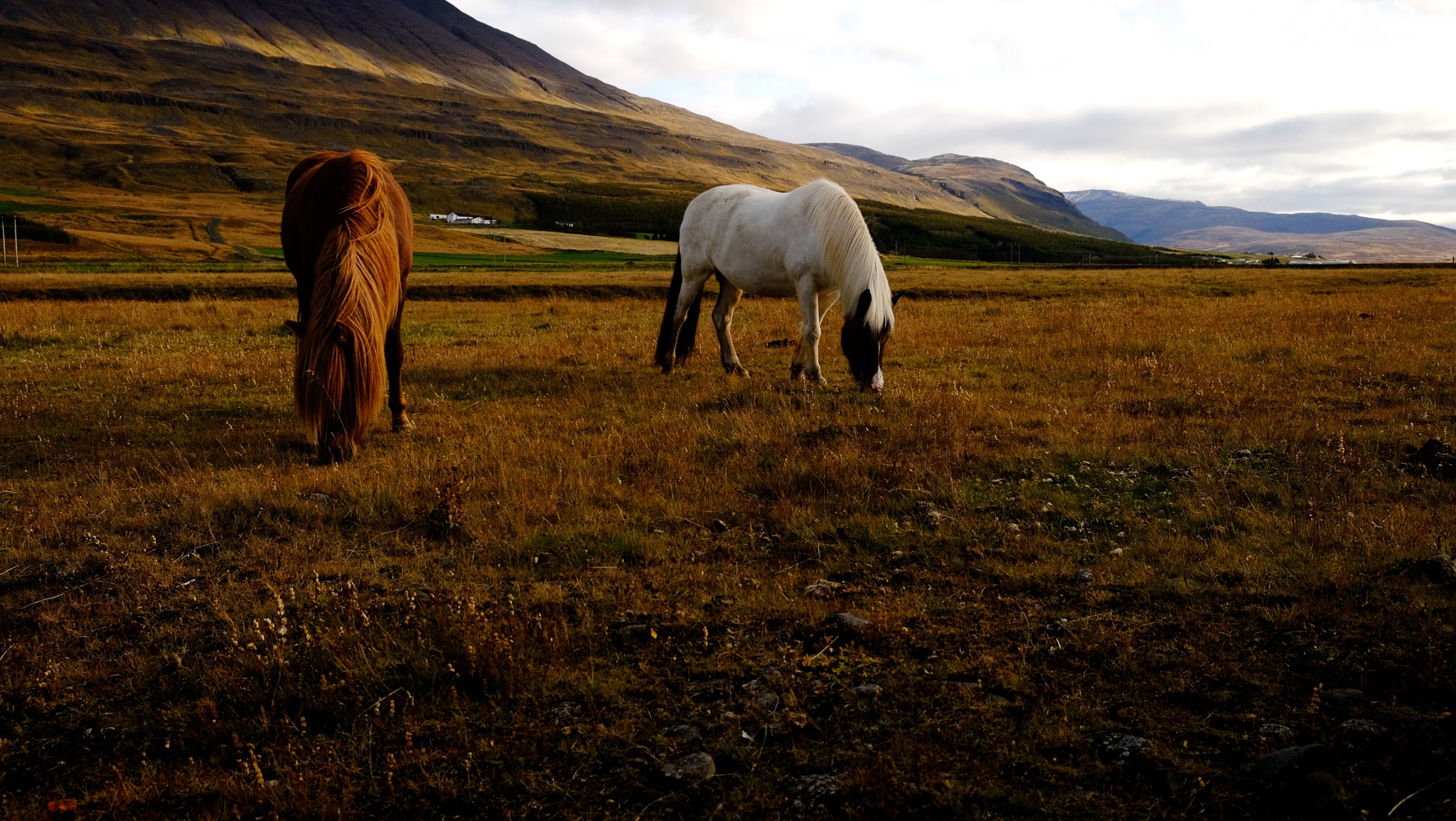 Two horses one orange brown, the other white with a pale brown head graze in a field with mountains in the background