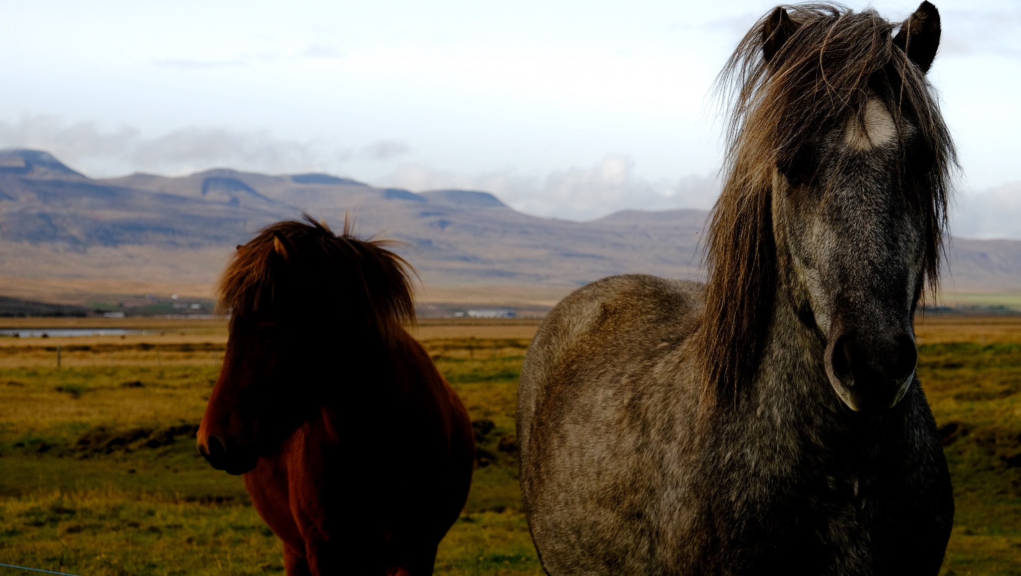 A brown and a mottled grey horse stand in a field with mountains in the background
