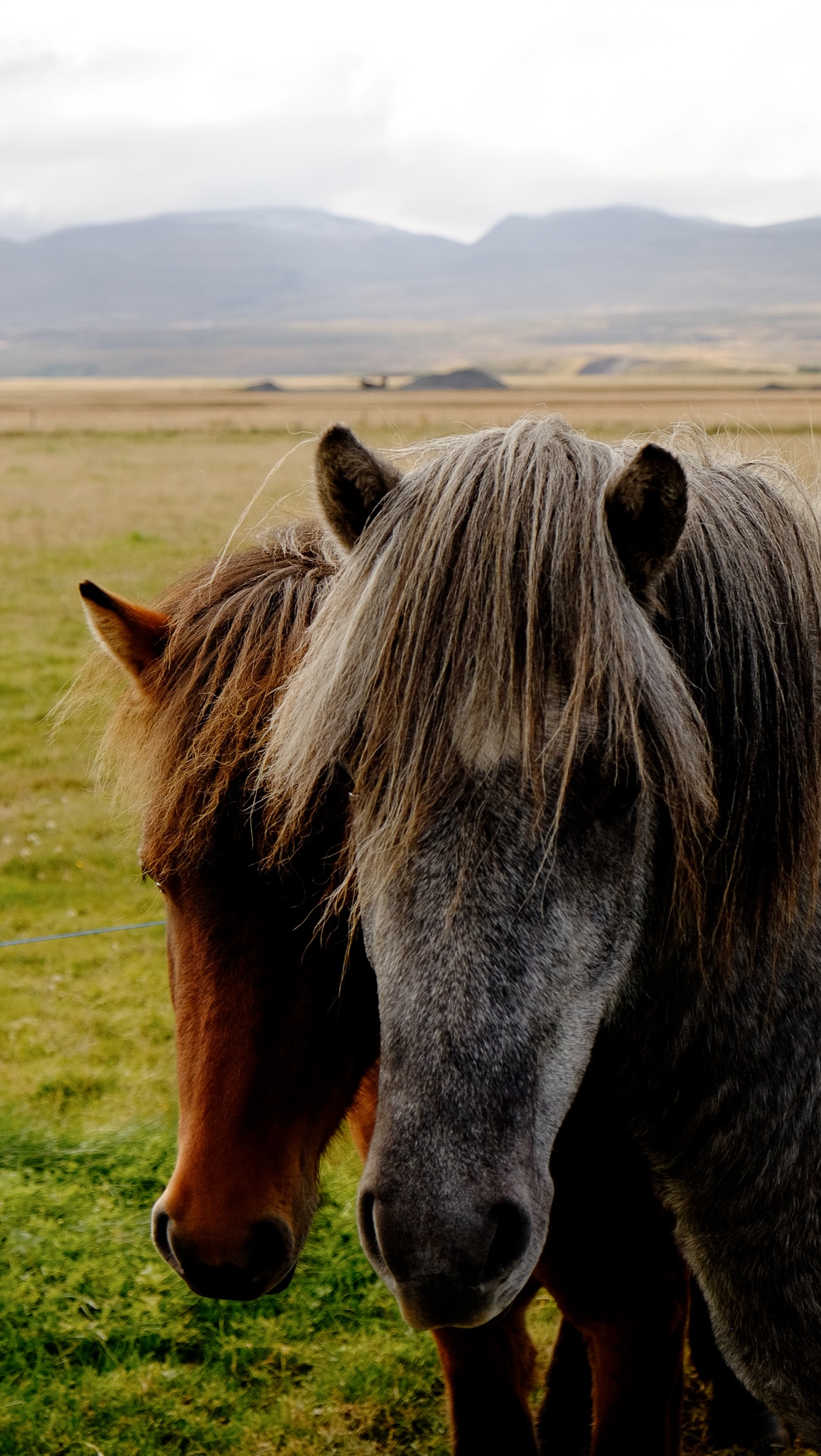 Two horse's heads one slightly overlapping the over looking over at you with mountains in the background