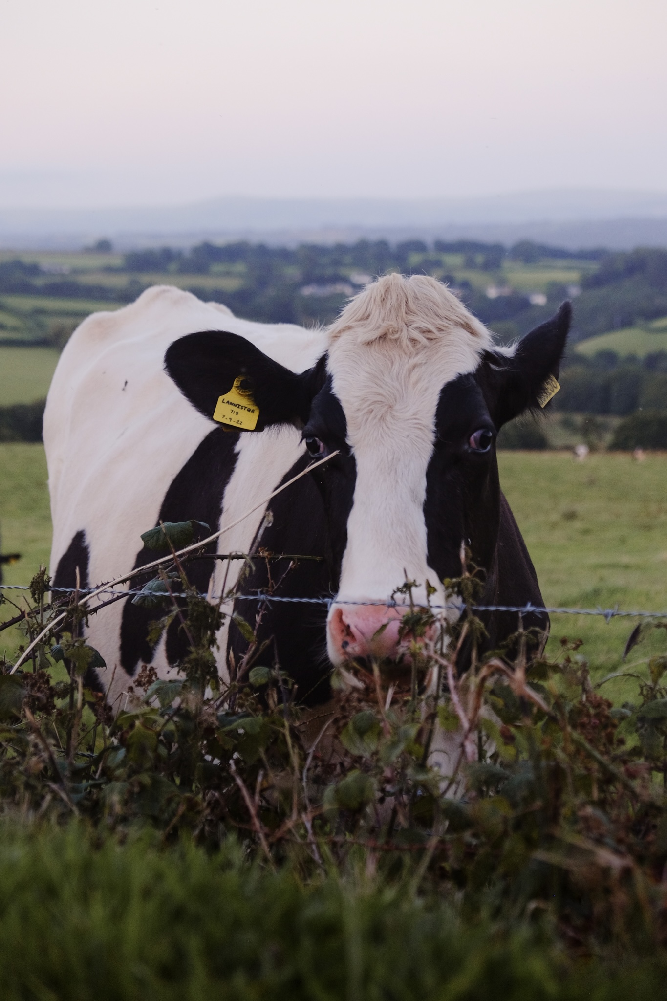 Cow looks into the camera behind a fence and bramble bush