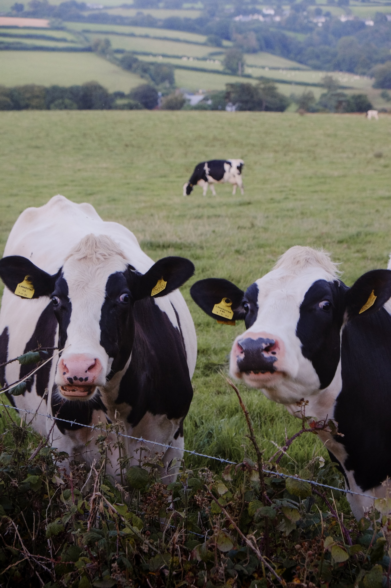 Cows look into the camera behind a fence and bramble bush