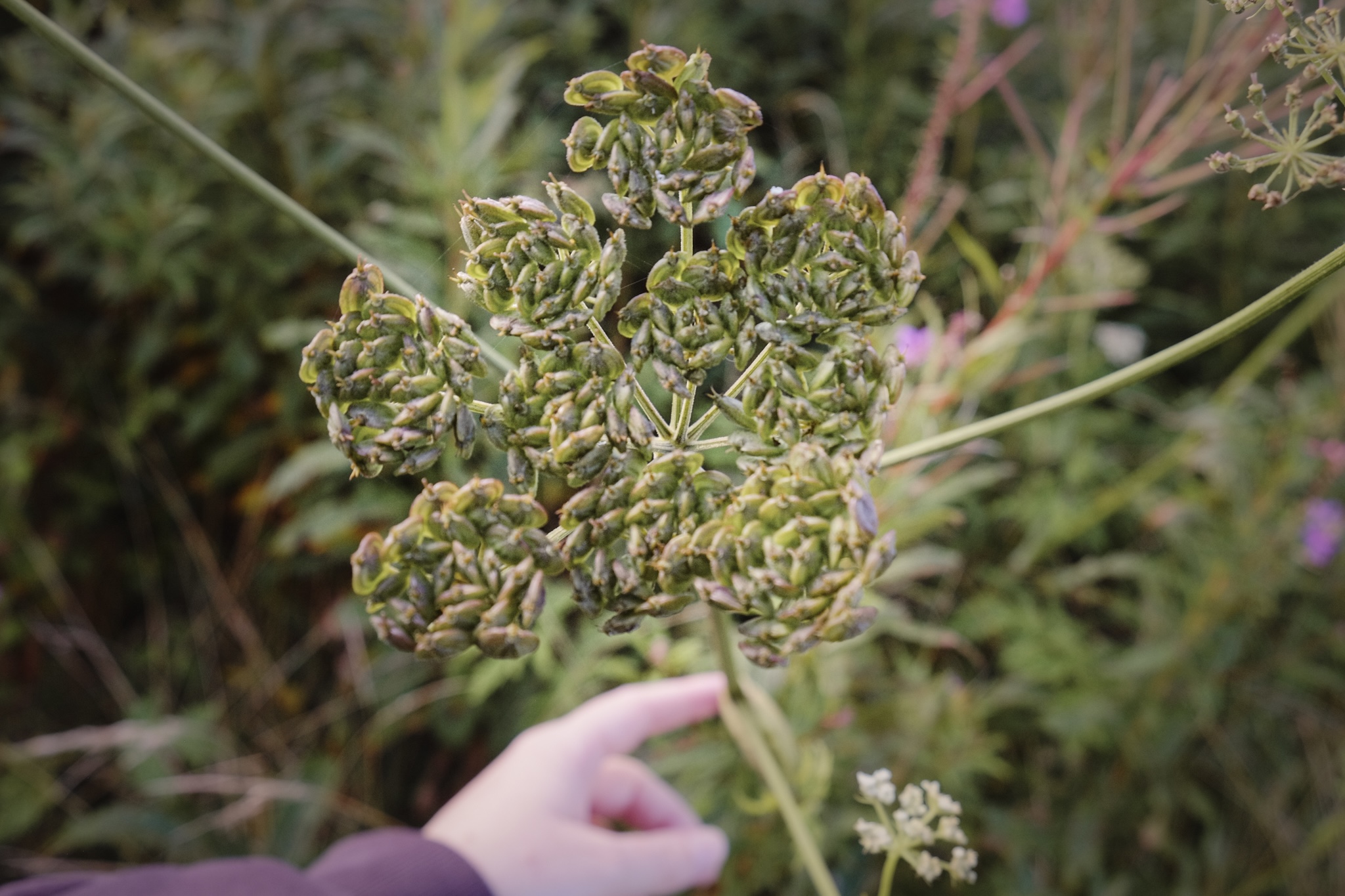 Large cluster of green seed pods of a wild flower