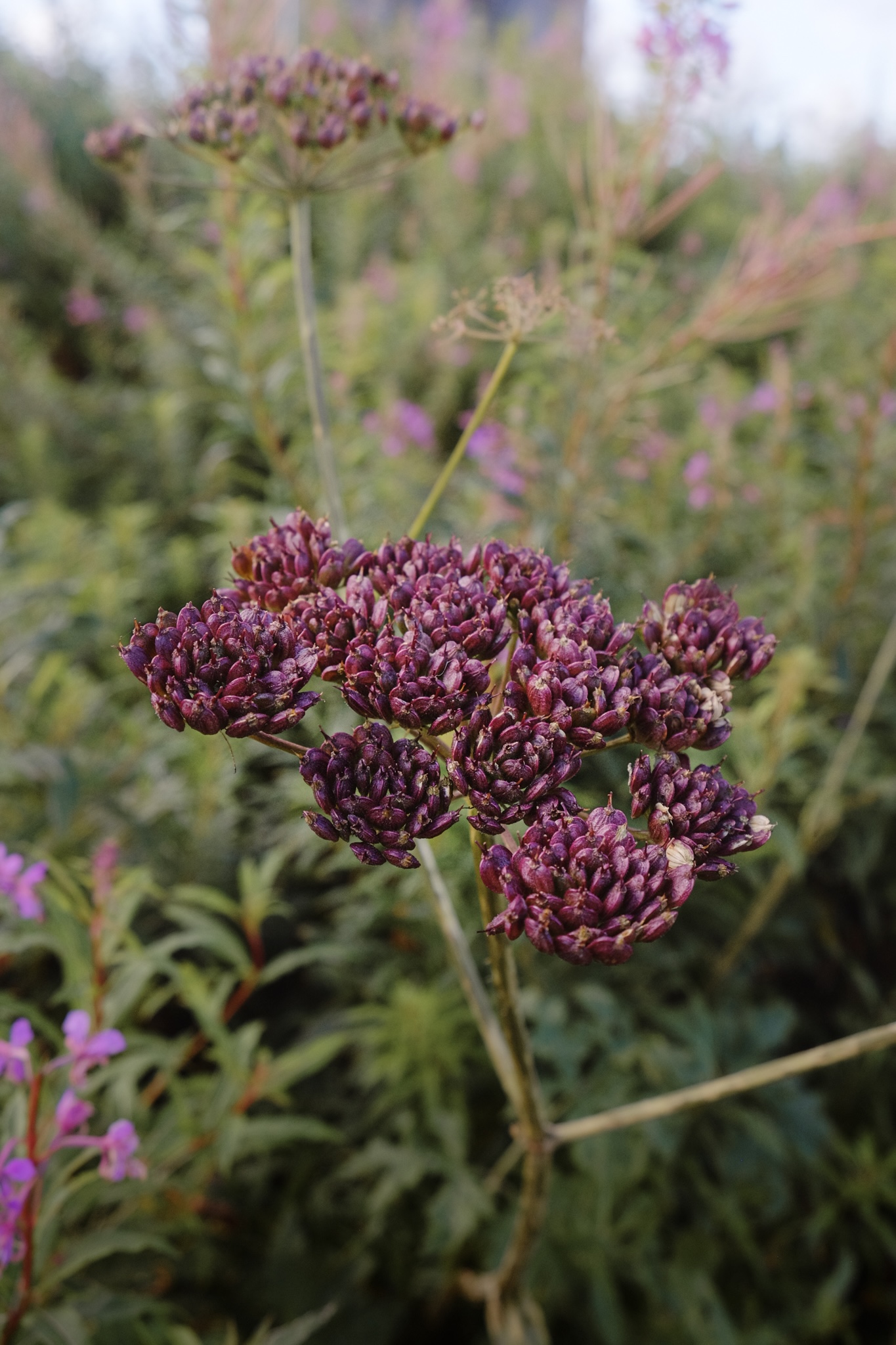 Large cluster of purple seed pods of a wild flower