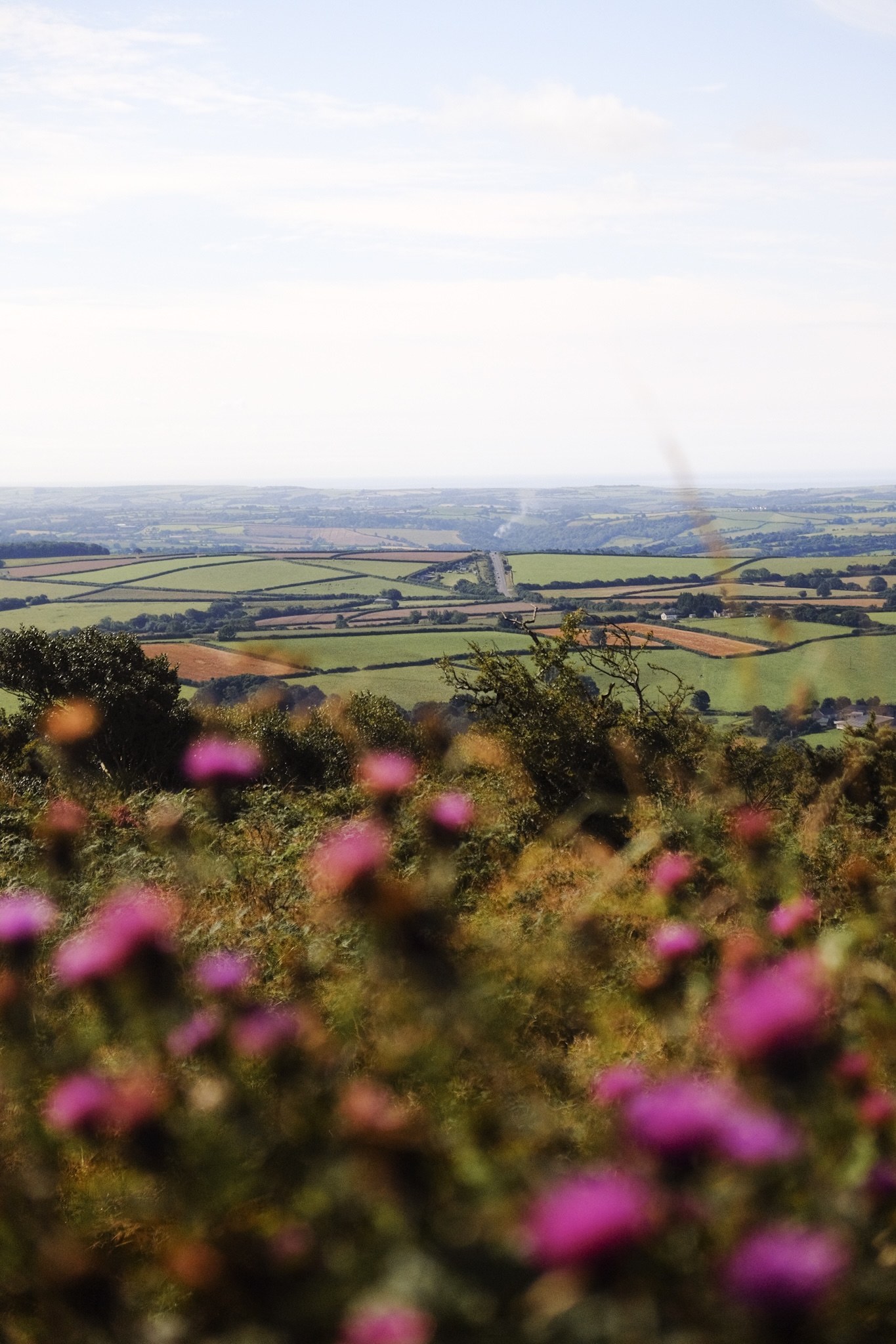 Cornwall farmland in the distance with pink thistle in the foreground