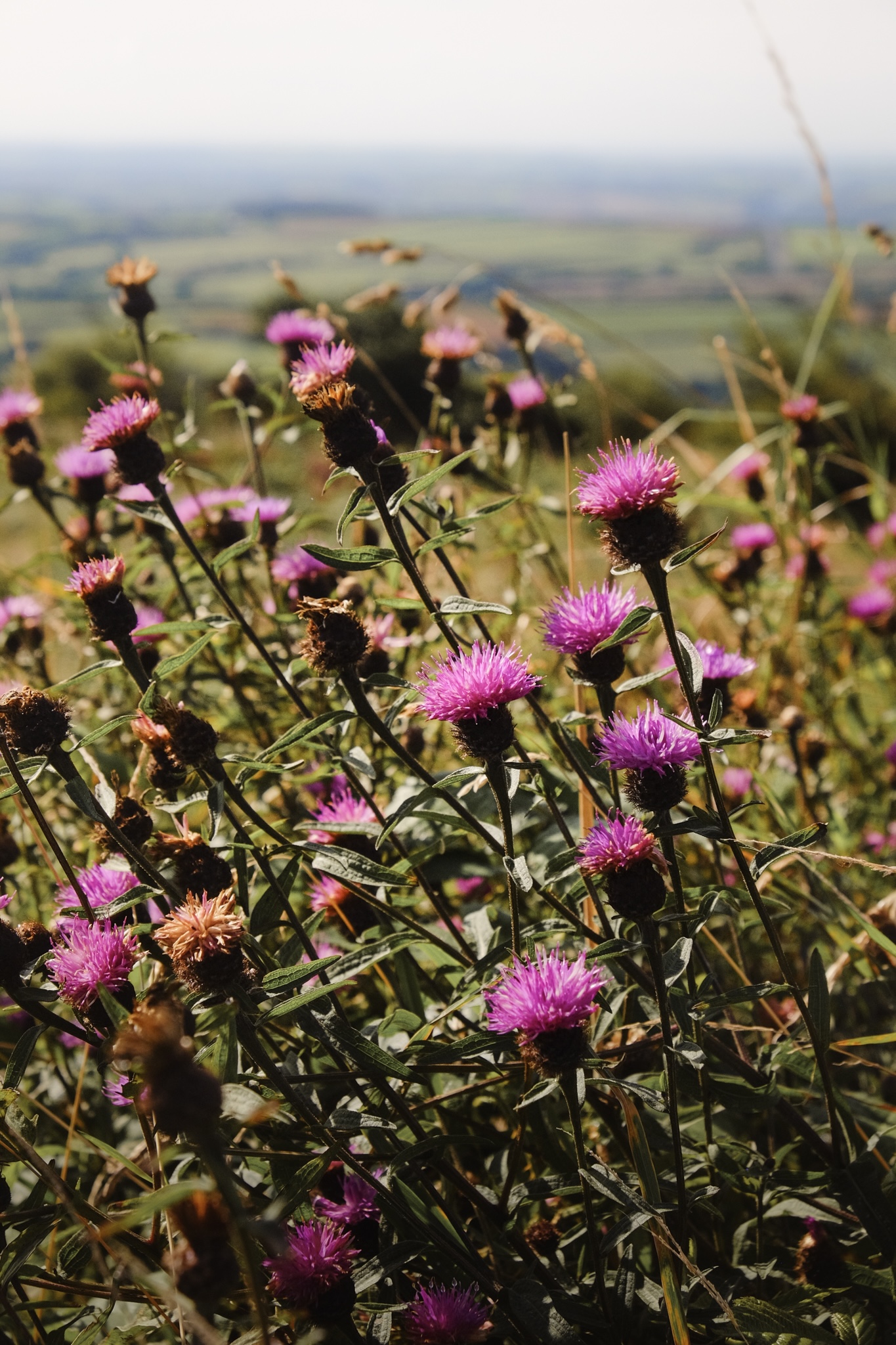 Pink thistle flowers in the direct sunlight