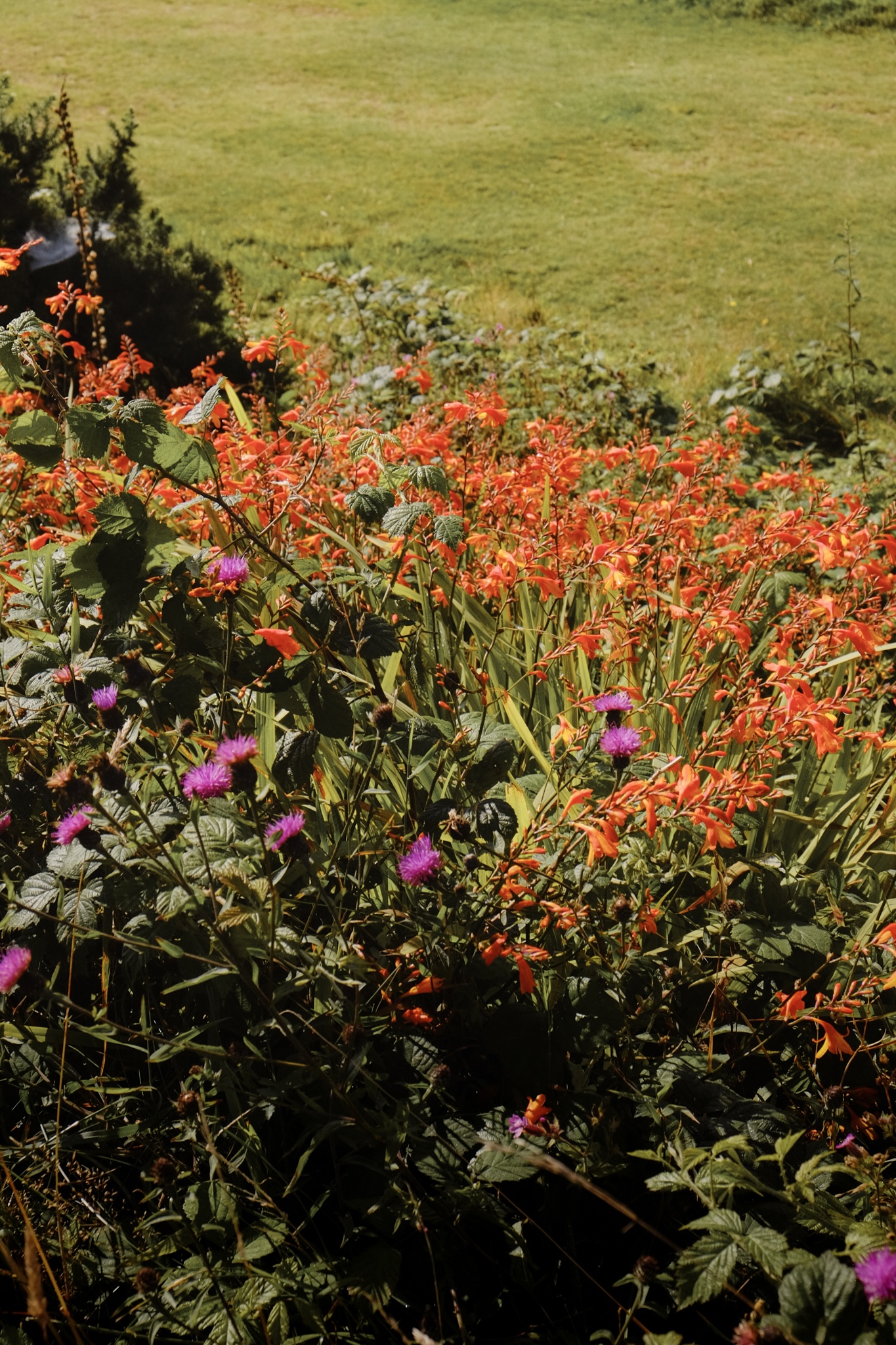 Orange and pink wild flowers on Kit Hill