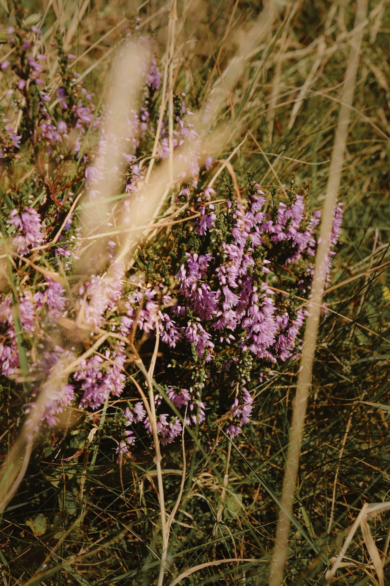 Pink heather in direct sunlight