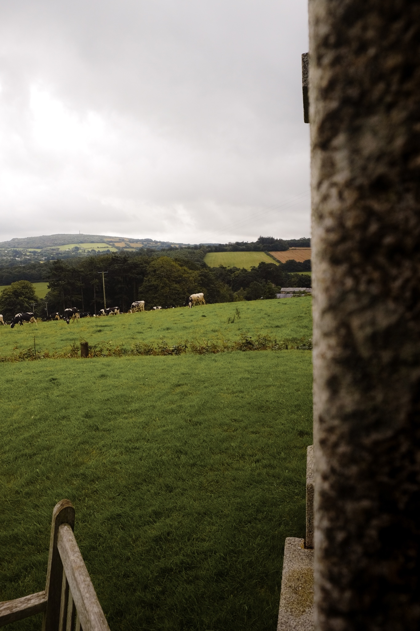 Cornwall farm land with cows with a wooden chair