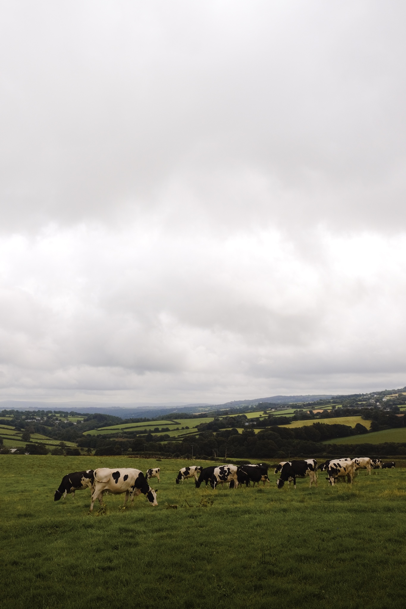 Cows grazing in a field in cornwall with overcast sky