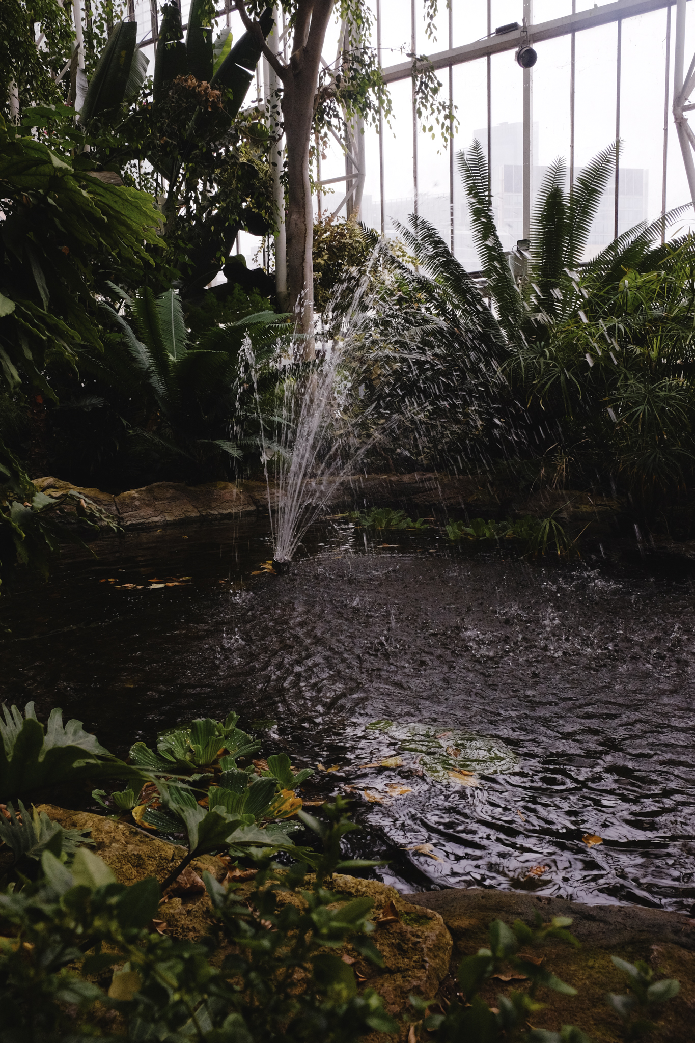 Water feature sprays out a pond with greens and glass panes behind