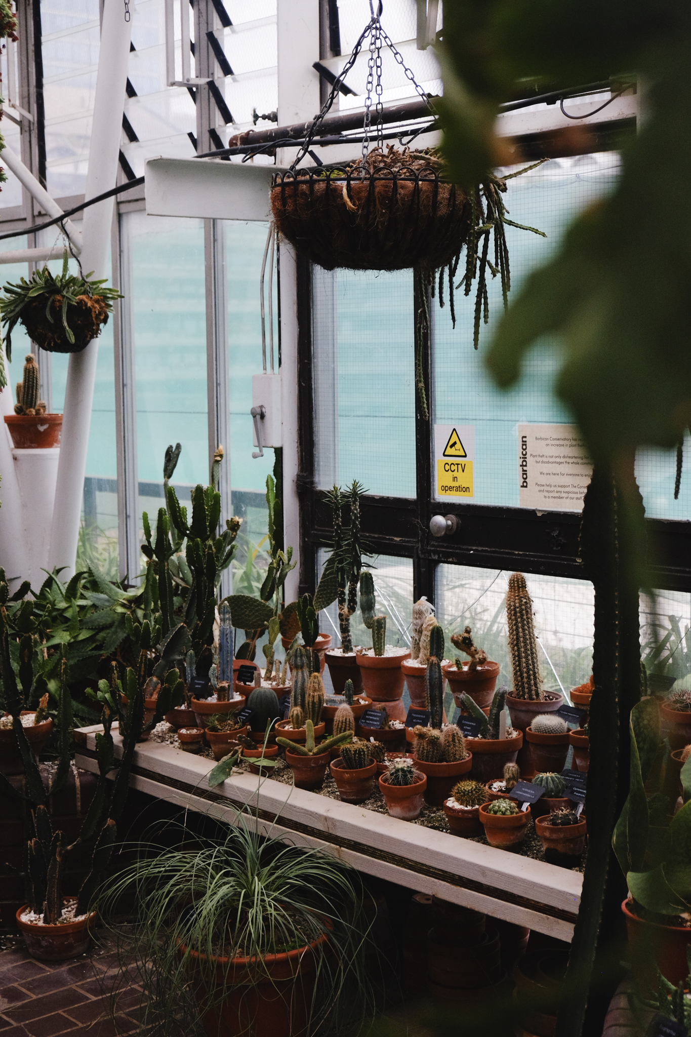 Exotic cactuses in small pots