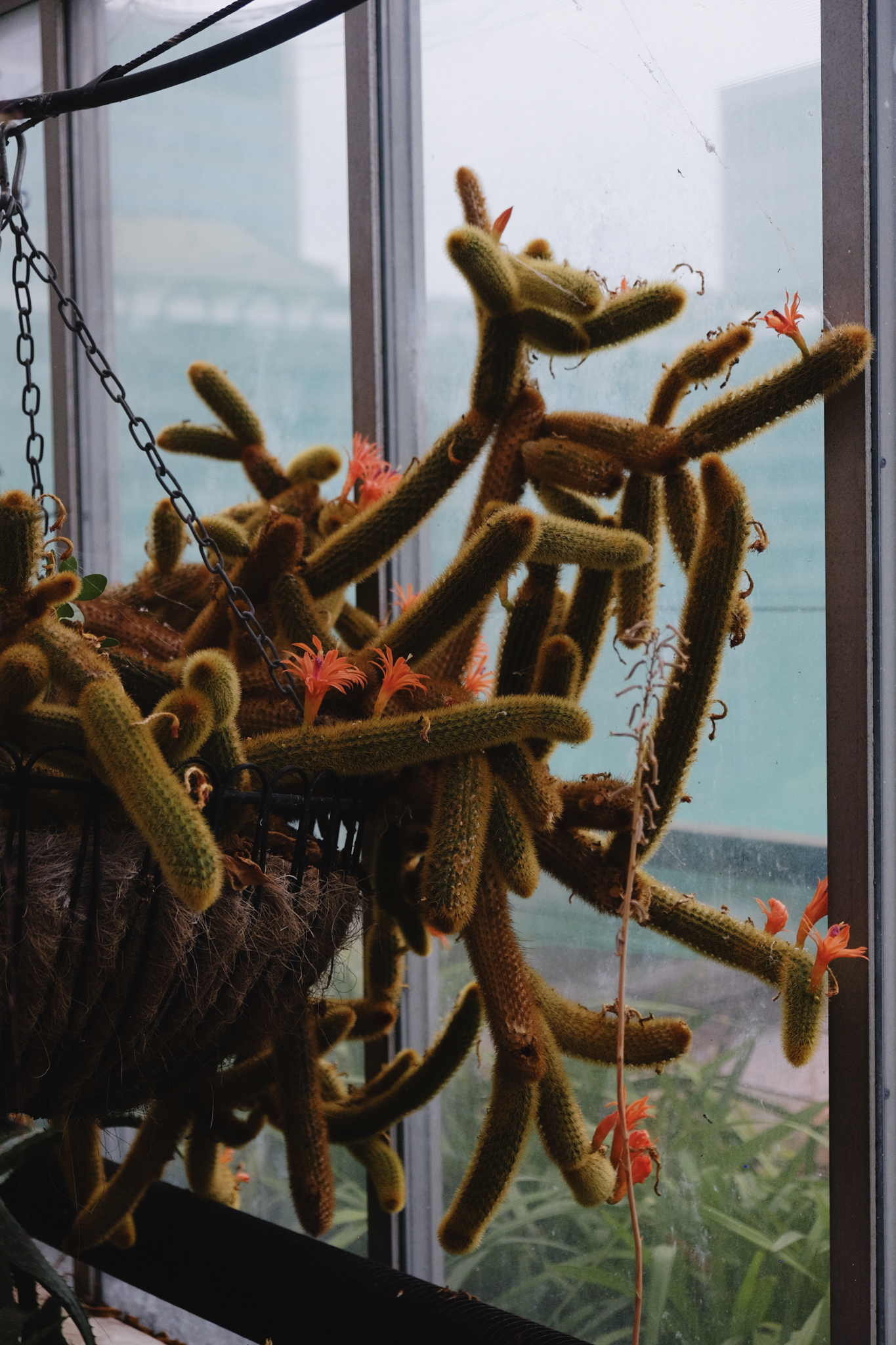 A hairy brown cactus with luminous orange flowers