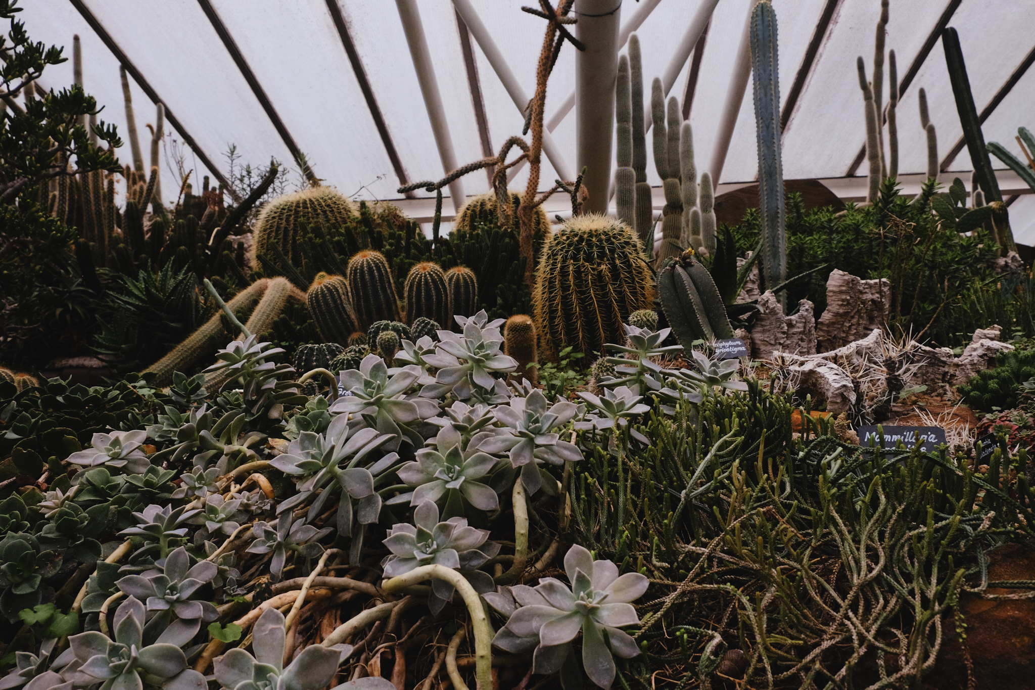 Cactus scene with a variety of plants