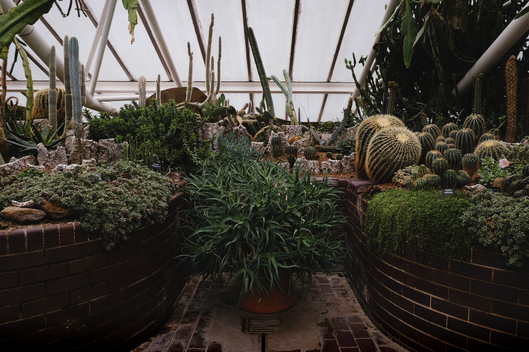 Wide shot of many cactus