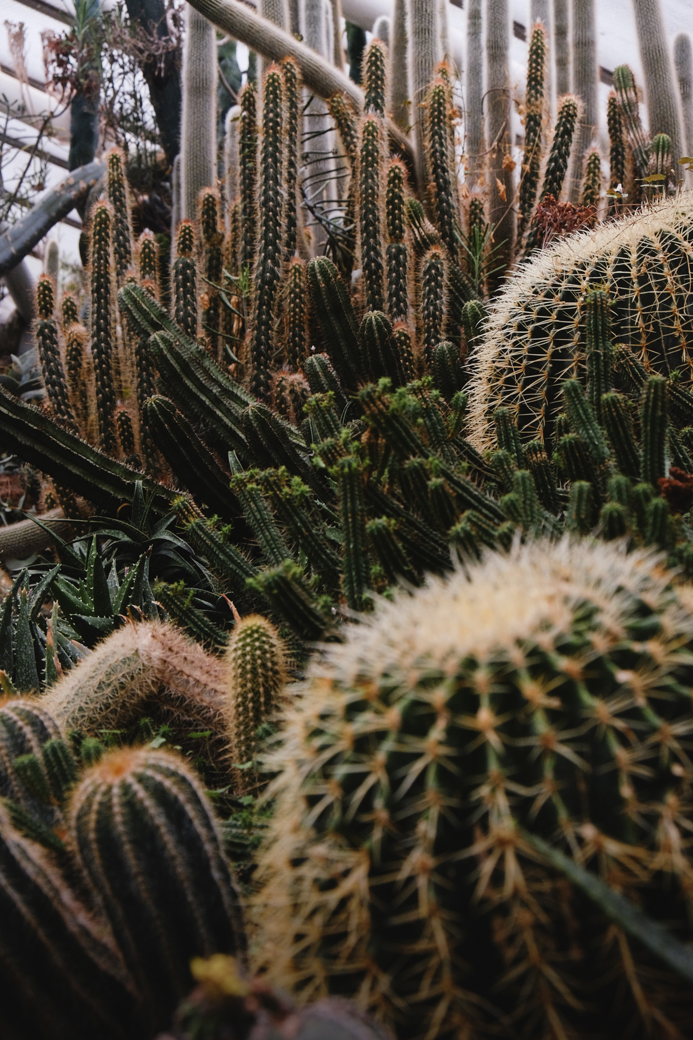 A close-up cactus scene