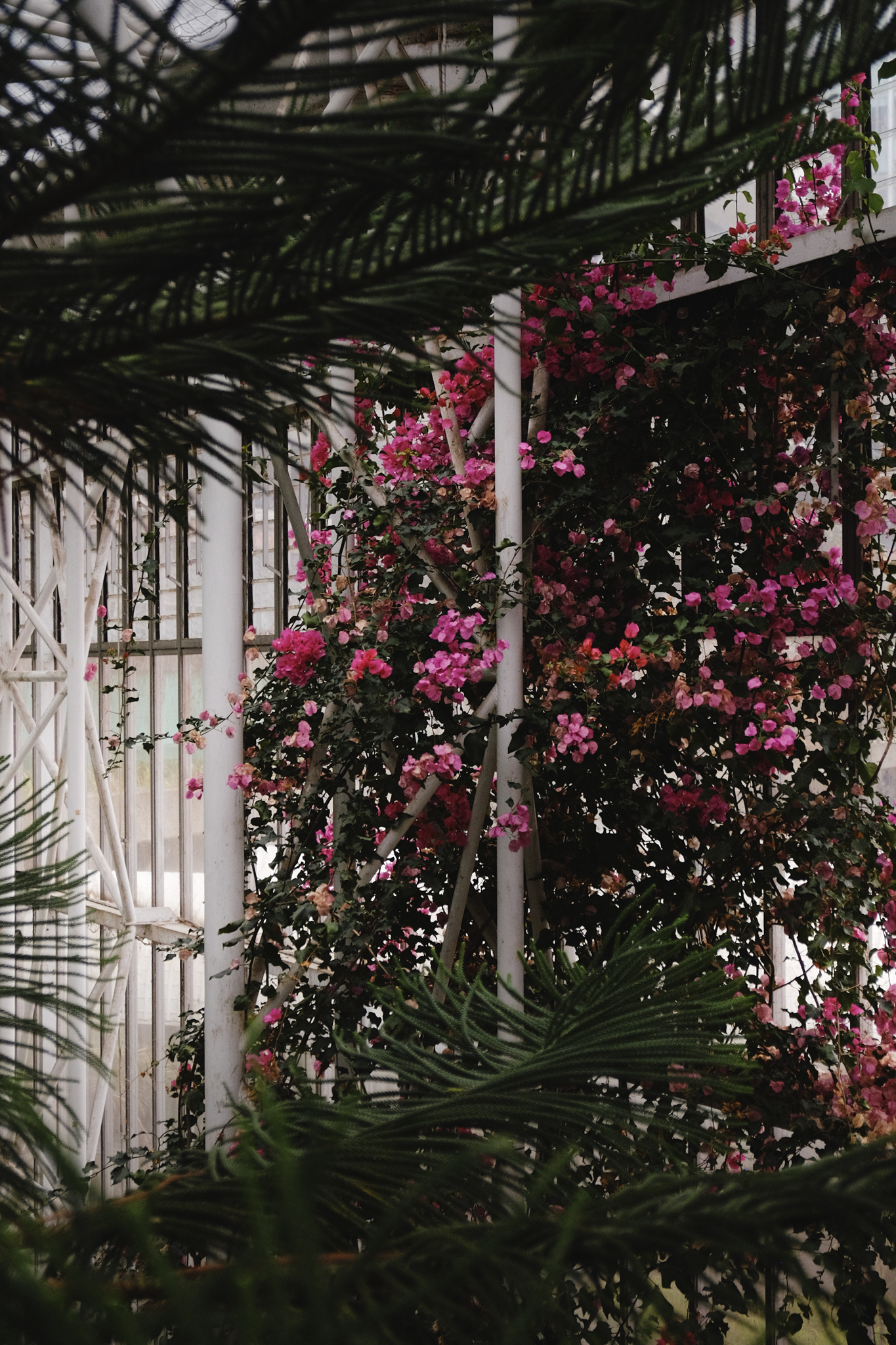 Pink flowers growing the glass pane wall taken inbetween spiky ferns