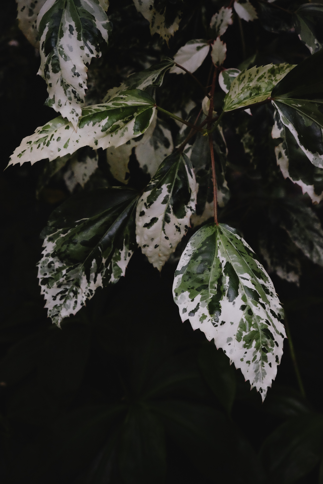 Green and white patterned leaves