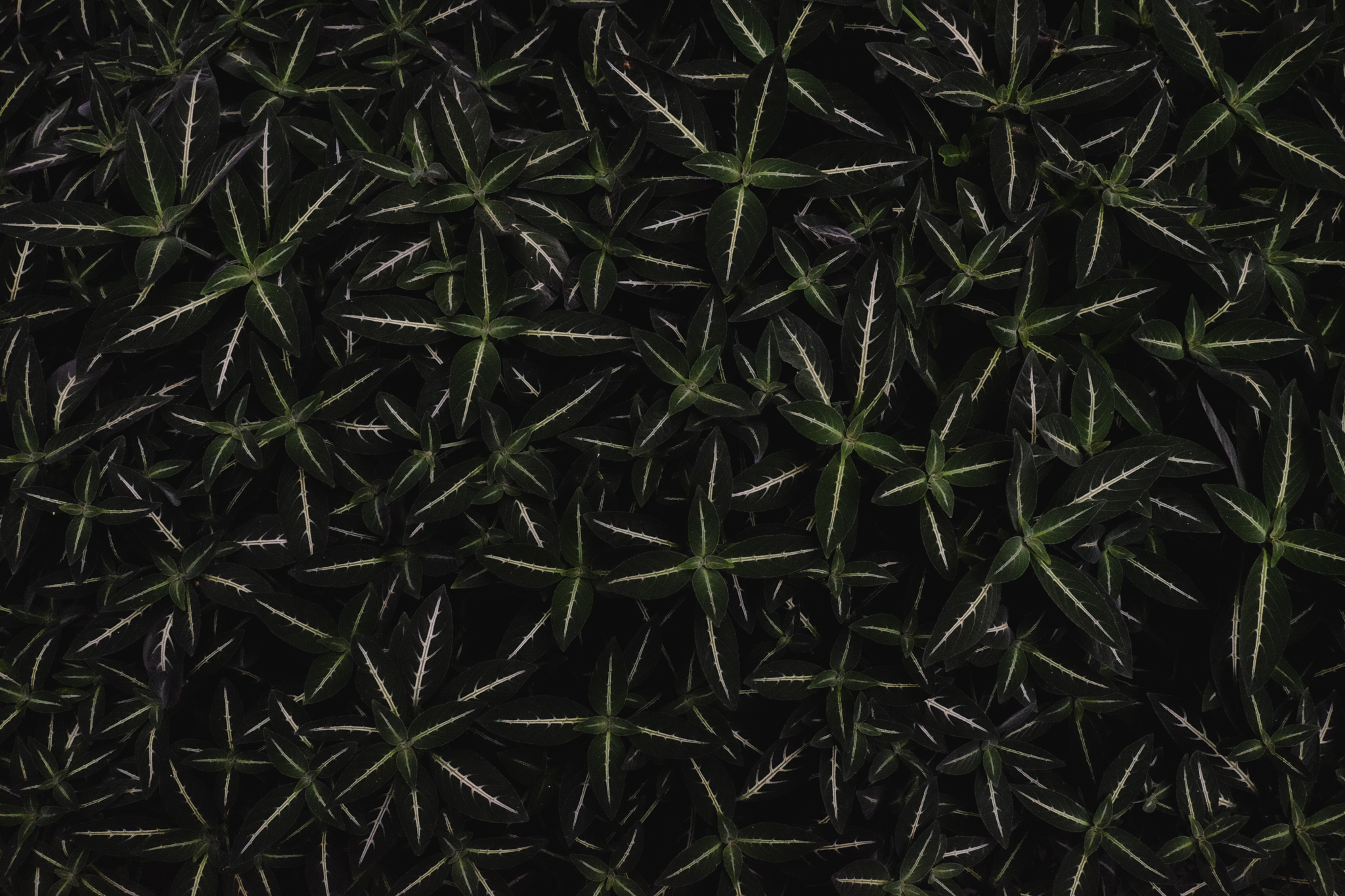 Pointy green leaves in a montage fading to black