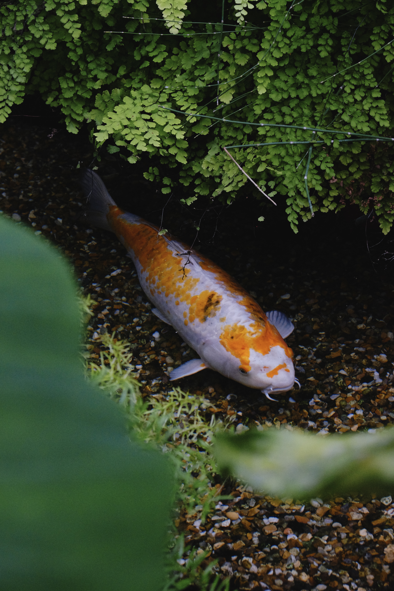 An orange and white koi fish swims in a stone pond