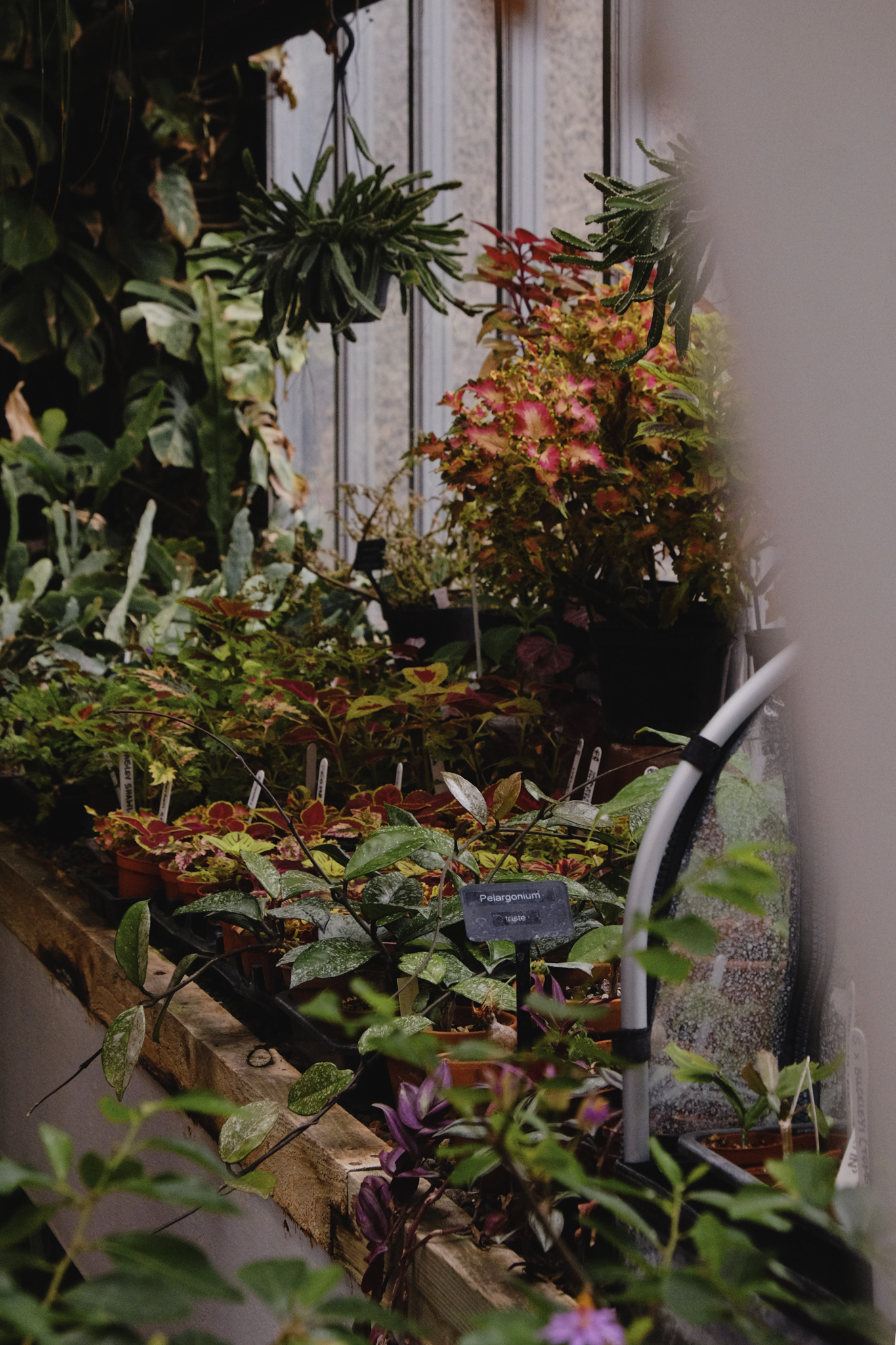 Seedlings packed tightly on a ledge with glass panes behind